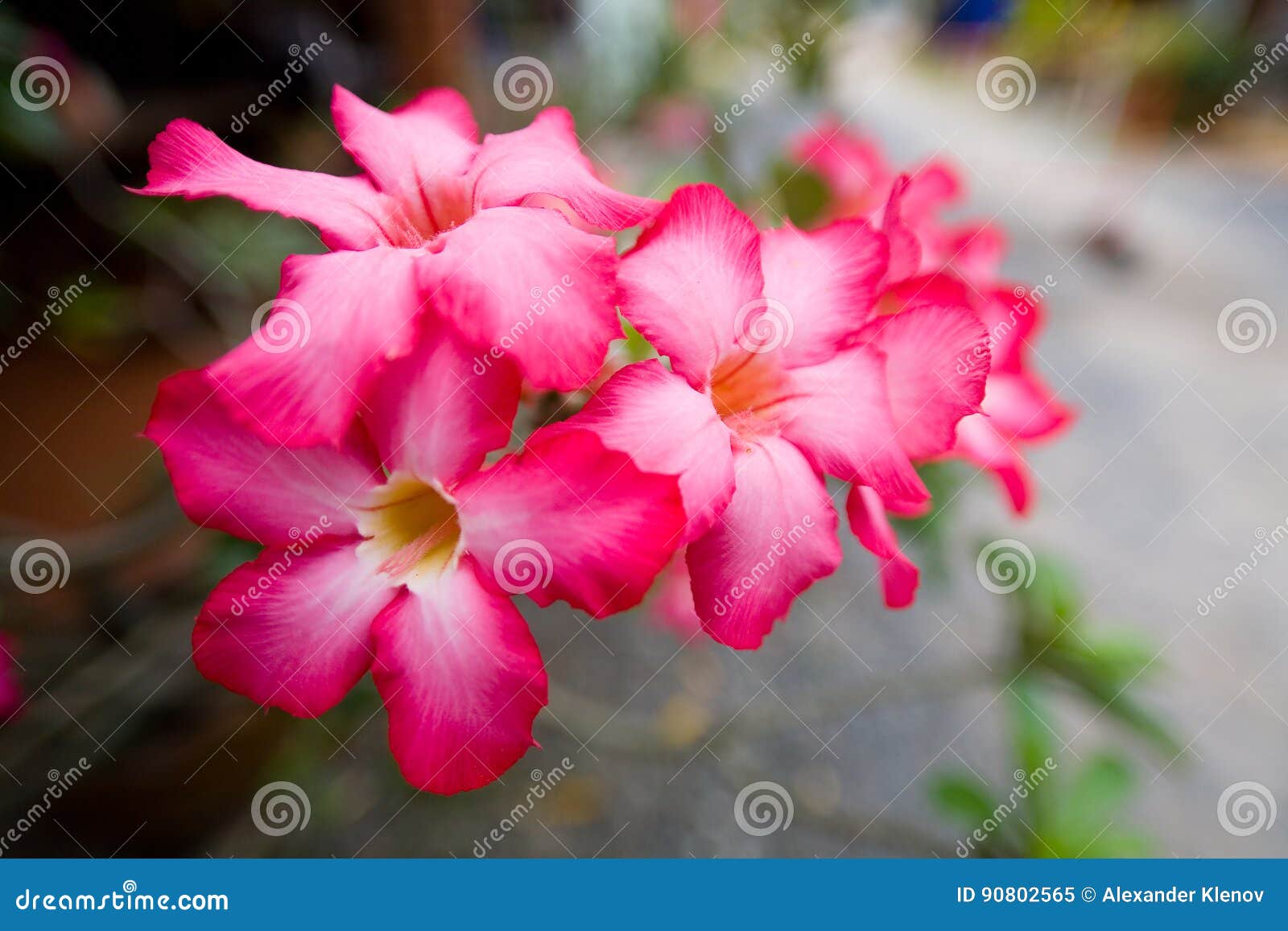 Inflorescencia De Flores Exóticas Hermosas Con Los Pétalos Rojos Imagen de archivo - Imagen de inflorescencia, rojo: 90802565 Inflorescencia De Flores Exóticas Hermosas Con Los Pétalos Rojos Imagen de archivo - Imagen de inflorescencia, rojo: 90802565