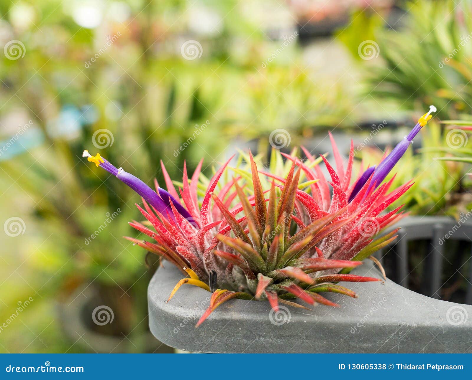 Inflorescencia Roja De Aechmea Fasciata De La Planta Con La Flor Violeta  Púrpura Floreciente Con El Fondo Verde Foto de archivo - Imagen de verano,  hermoso: 130605338