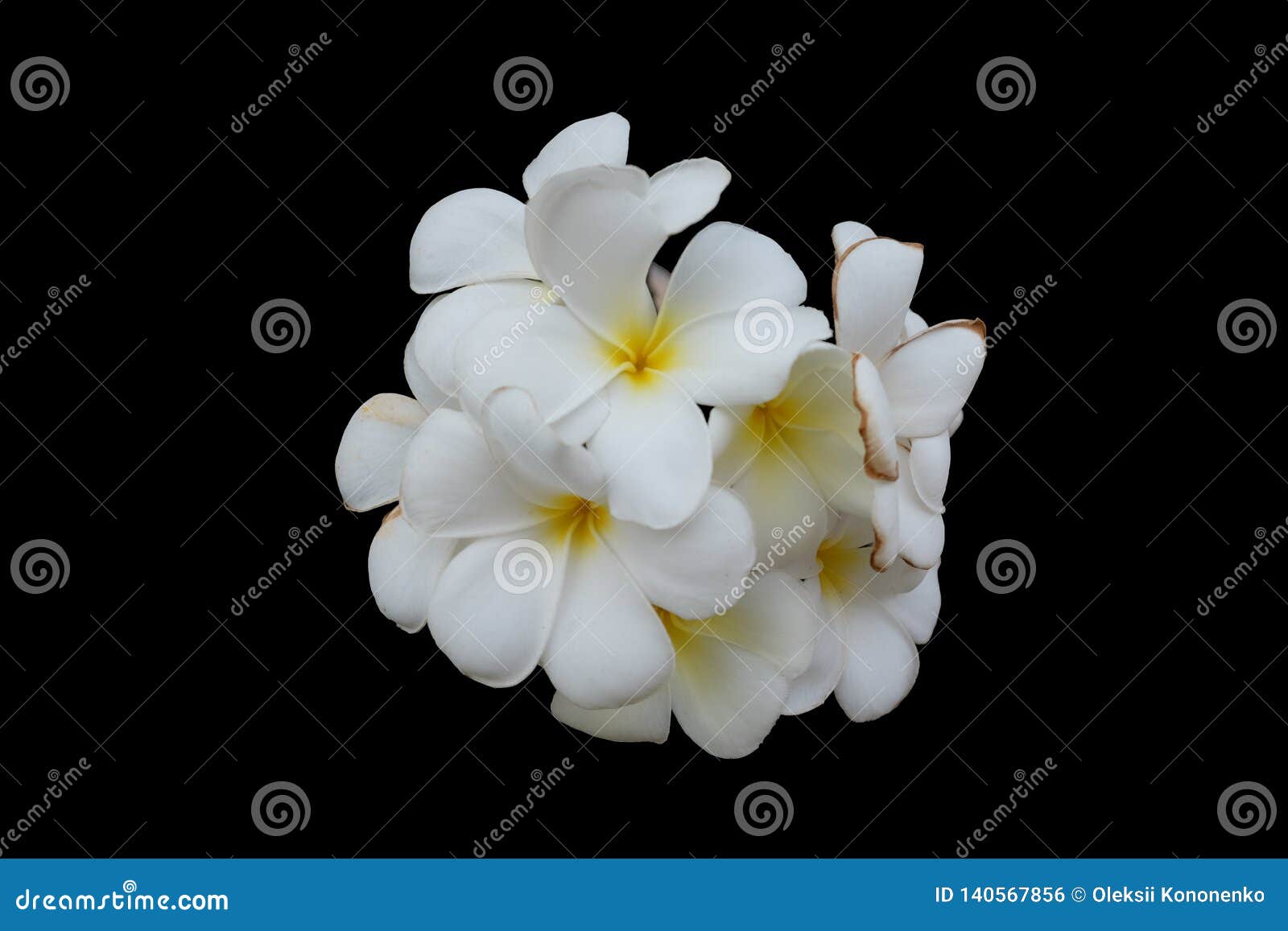 Inflorescenza Dei Fiori Bianchi, Petali Bianchi Con Un Centro Giallo, Fondo Isolato E Nero ...