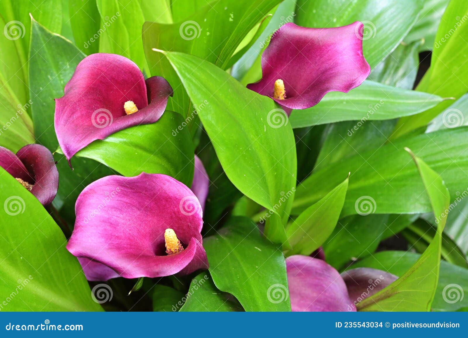 Infloresencias Púrpuras De Zantedeschia Sp. O Planta De Lirio Calla Con  Tornos Petalsimilares Alrededor De Las Especias Amarillas Foto de archivo -  Imagen de hojas, flor: 235543034