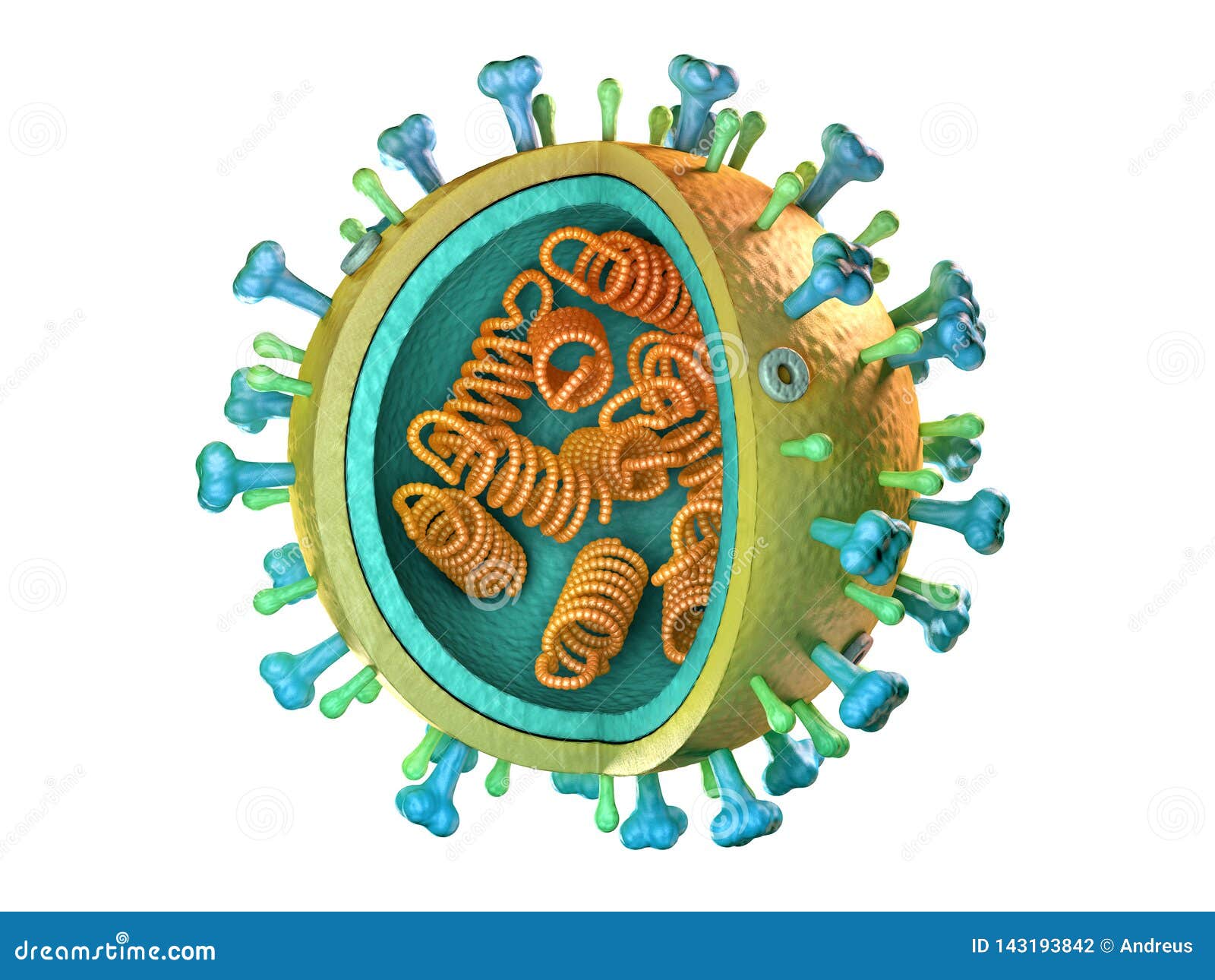 influenza virus diagram
