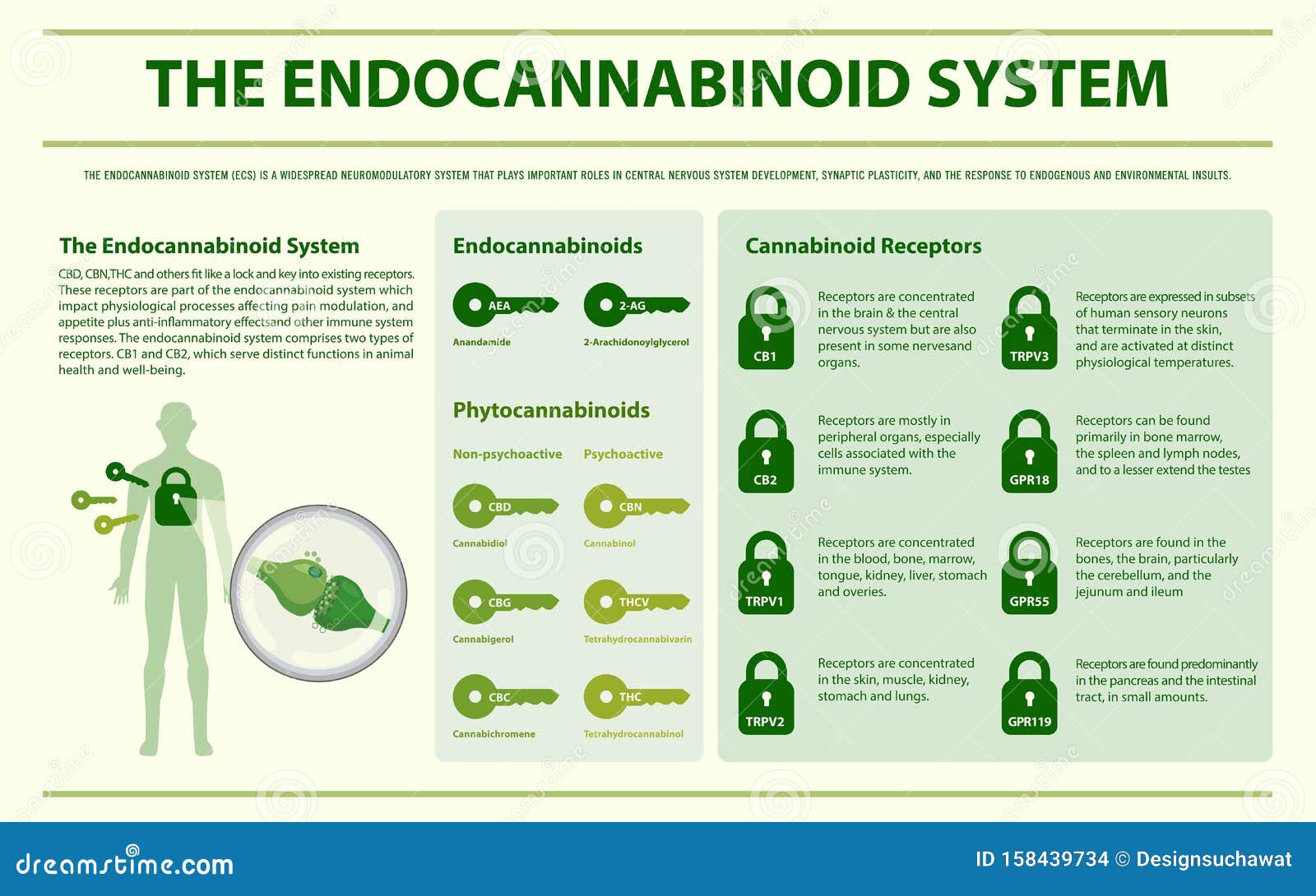 O mundo da Cannabis - O sistema Endocannabinoid