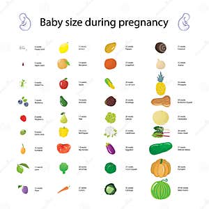 Infographic About Baby Size During Pregnancy Comparing With Diff Stock 