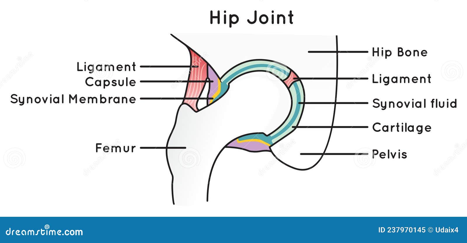 Infographic Diagram of Hip Joint Anatomy with Parts Labeled Stock ... Biology Diagrams