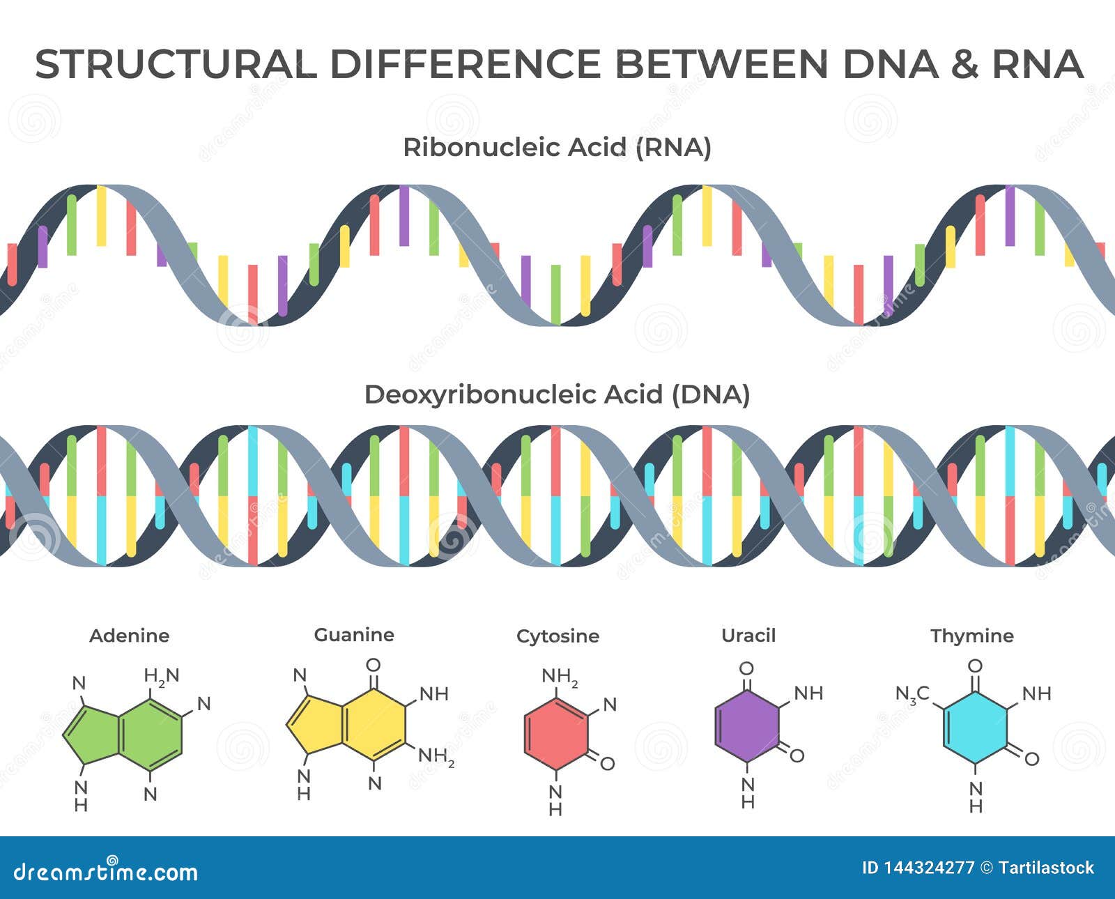 infographic dna and rna spiral. ribonucleic vs deoxyribonucleic acid structure, genetic structure and scientific 