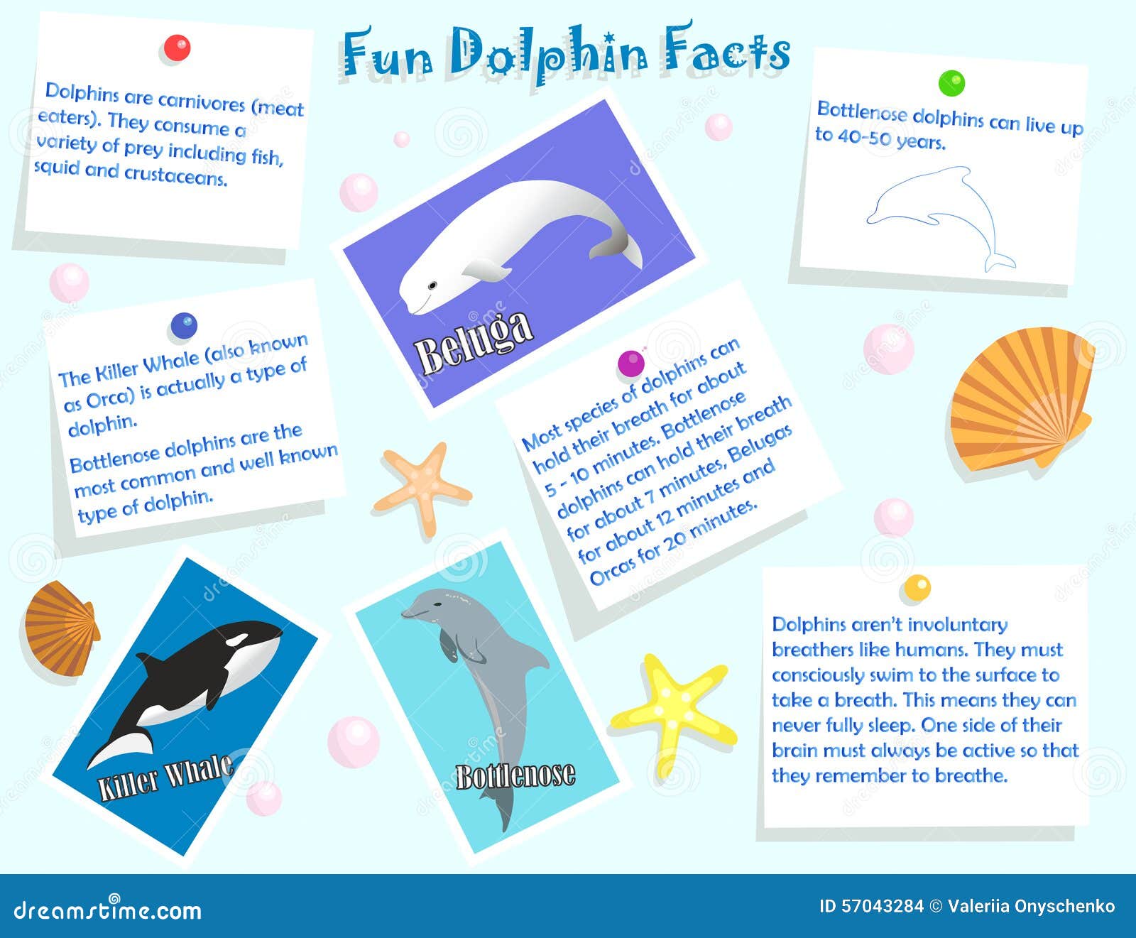 Dolphin Facts