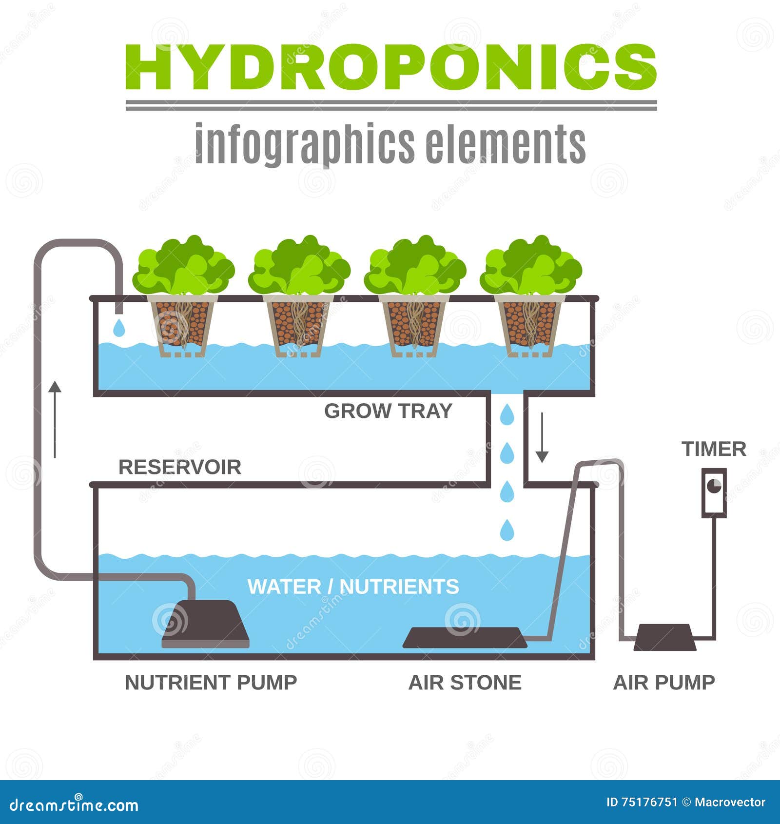 Infographic Hydroponic Illustration Stock Vector ...