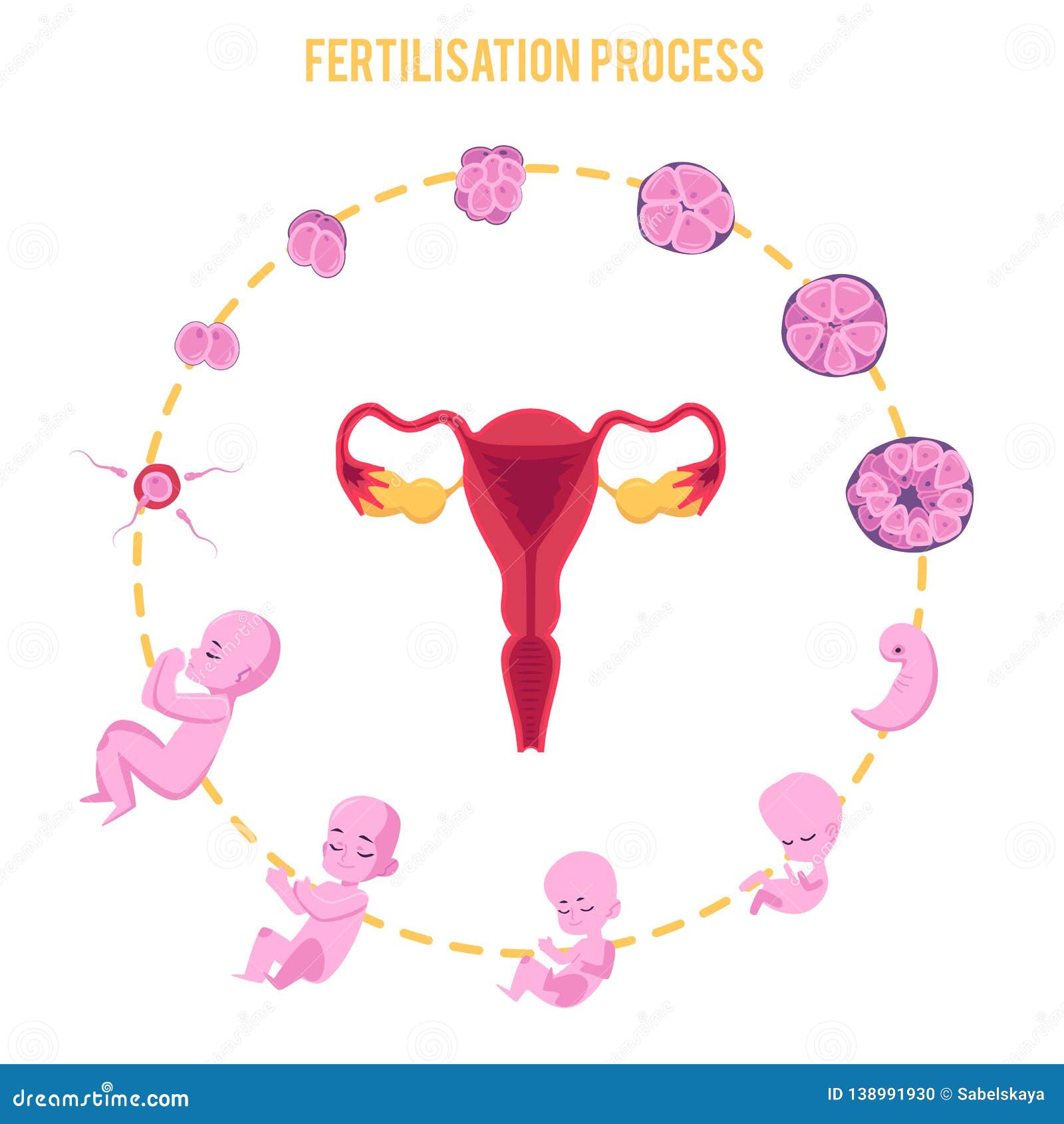 Life cycle of pregnancy