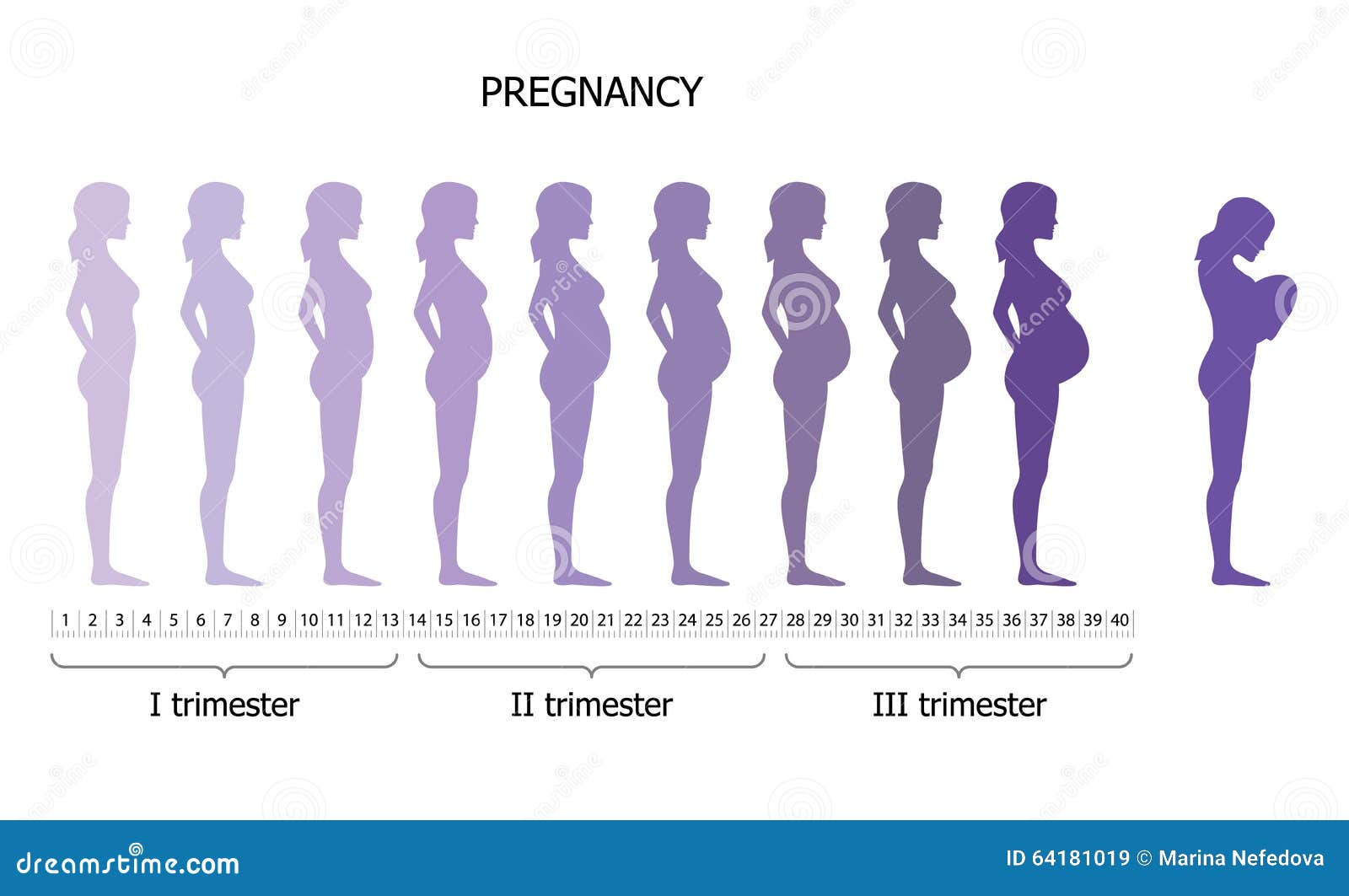 Infographic Of Pregnant Woman In Different Period Stock Illustration infographic-of-pregnant-woman-in-different-period-stock-illustration