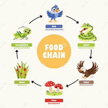 Infographics of the Food Chain Stock Illustration Biology Diagrams