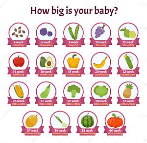 Baby Size Fruit Stock Illustrations 72 Baby Size Fruit Stock Illustrations Vectors Clipart