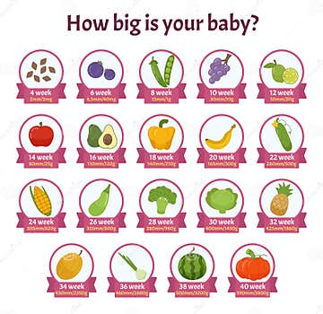 Infographics How Big is Your Baby? Stock Vector - Illustration of life ...