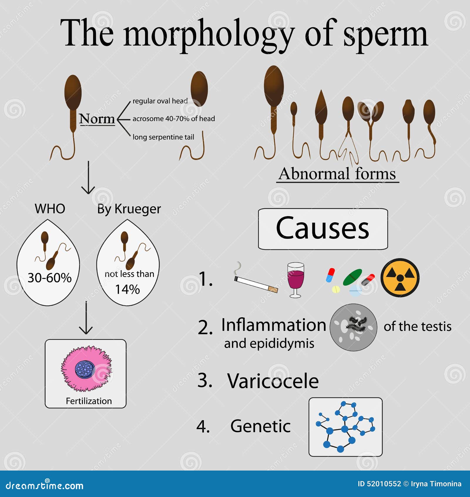 Sperm poor embryonic morphology