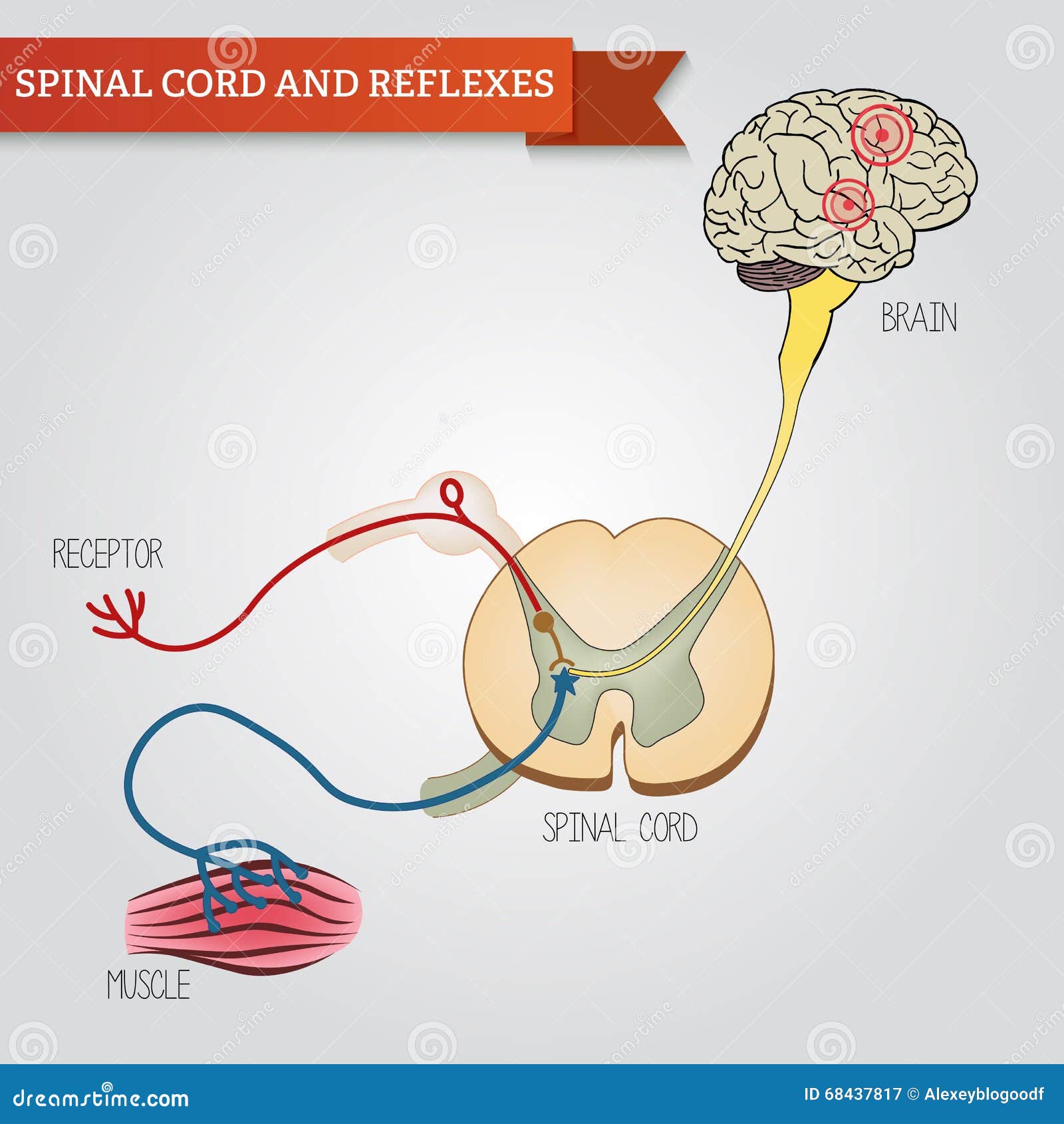 infographics spinal cord and reflexes. central nervous system