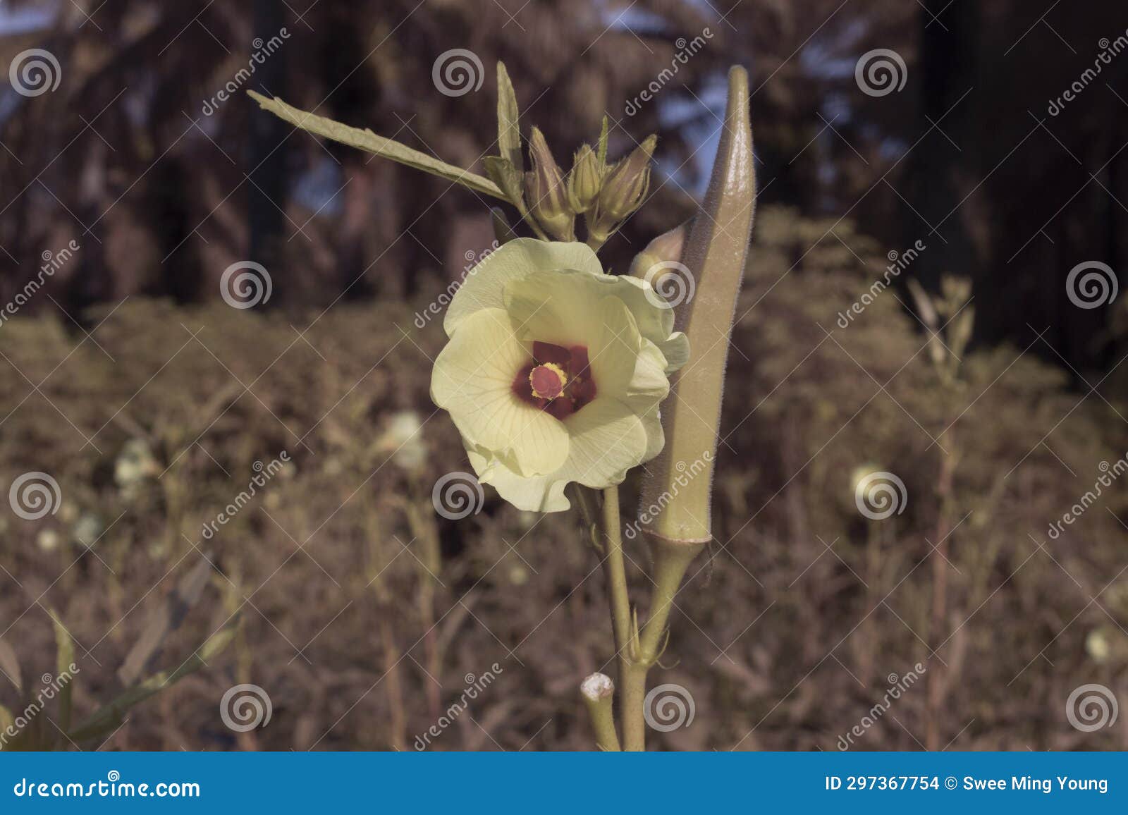 Image of the Lady Finger Vegetable Plant. Stock Photo Image of leaves