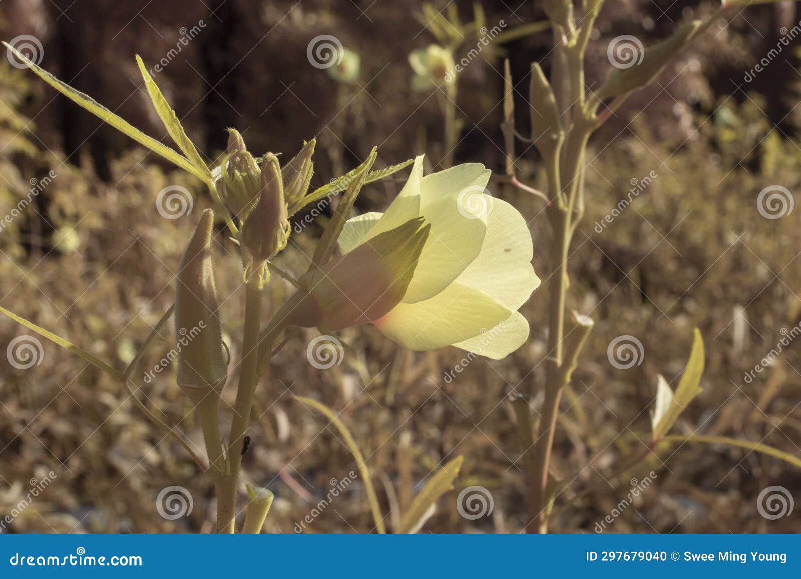 Image of the Lady Finger Vegetable Plant. Stock Photo Image of nature