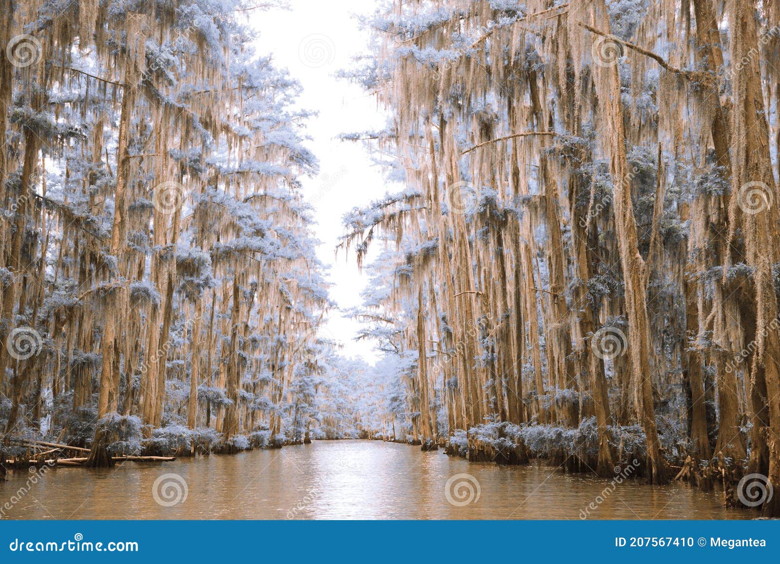 infrared cypress trees on caddo lake