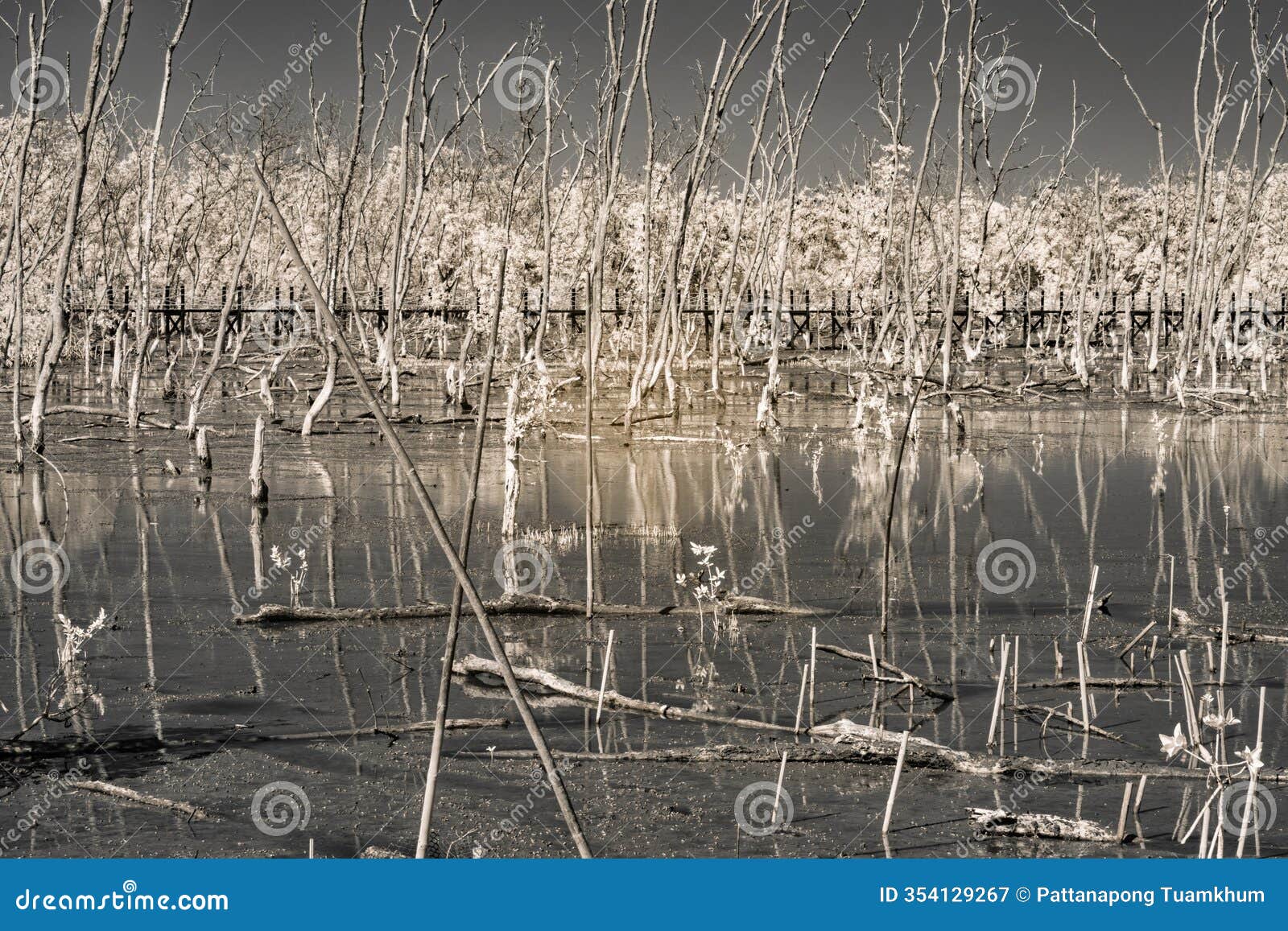 infrared photograpgy, a serene wetland scene with reflective water