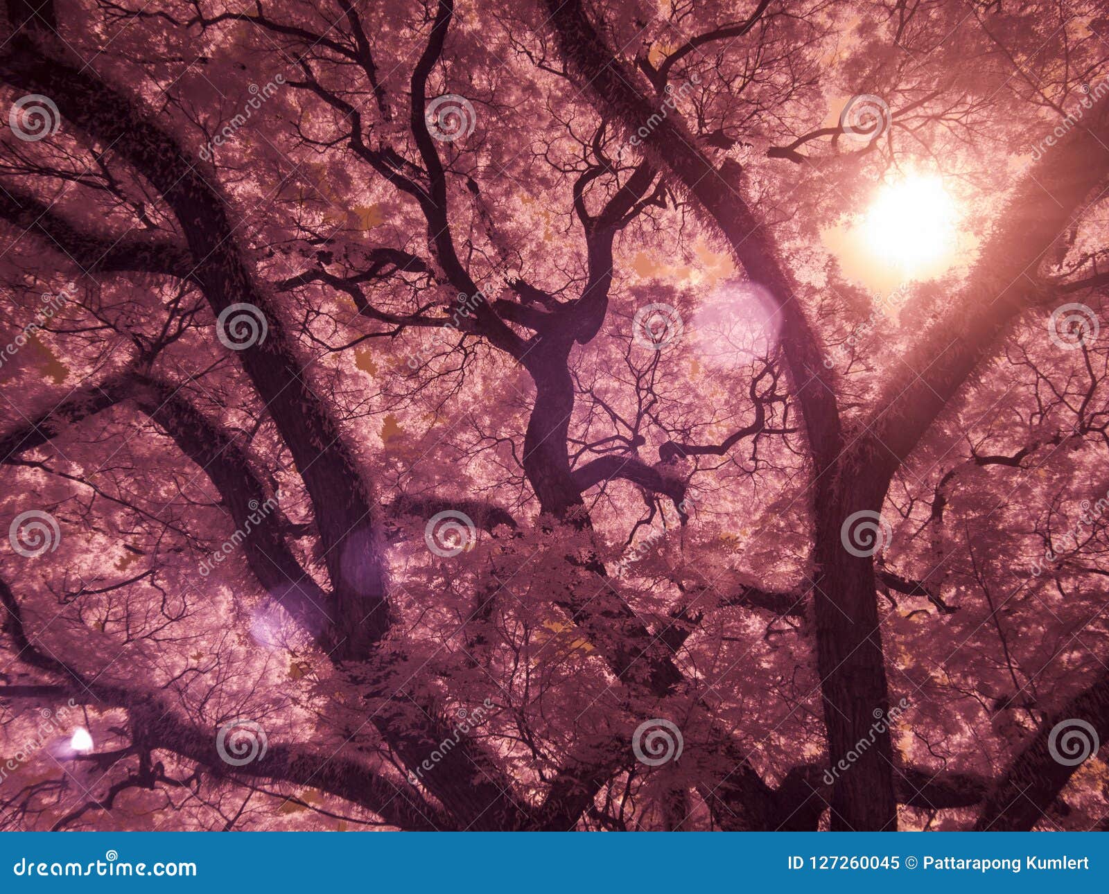 Infrared Fine Art Photography : Tree , Leaves , Forest Stock Image