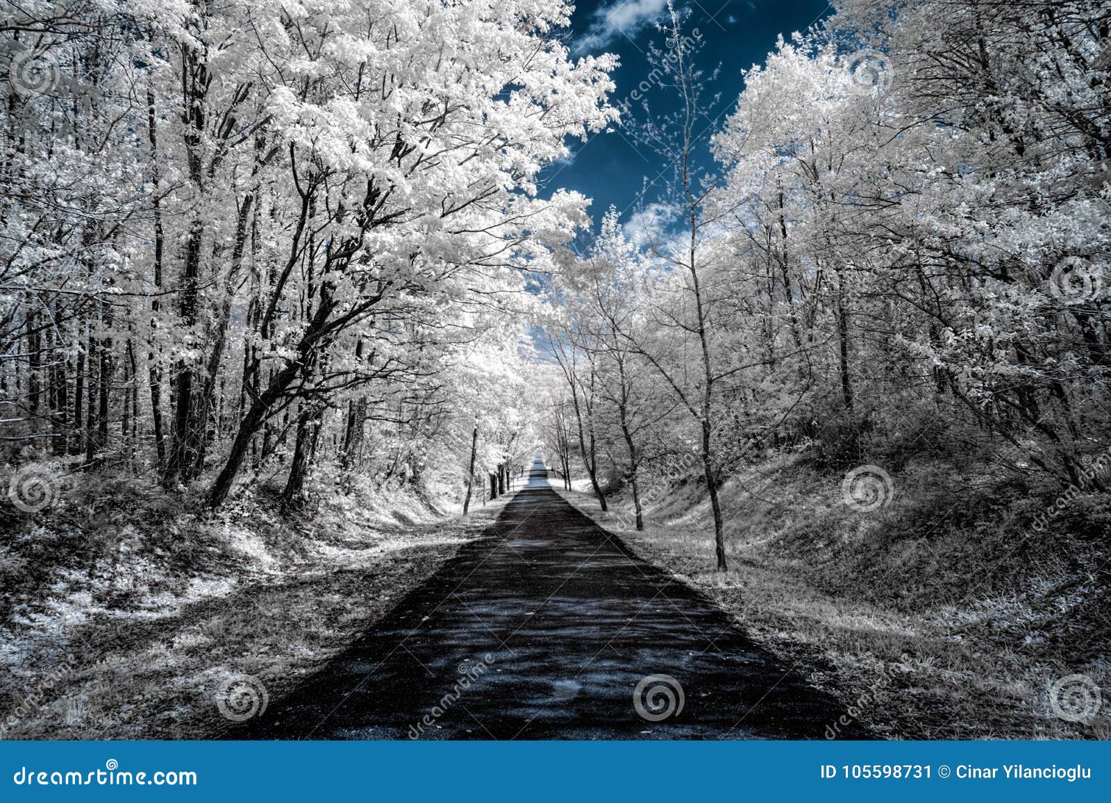 infrared view of trees along a road under blue skies with white
