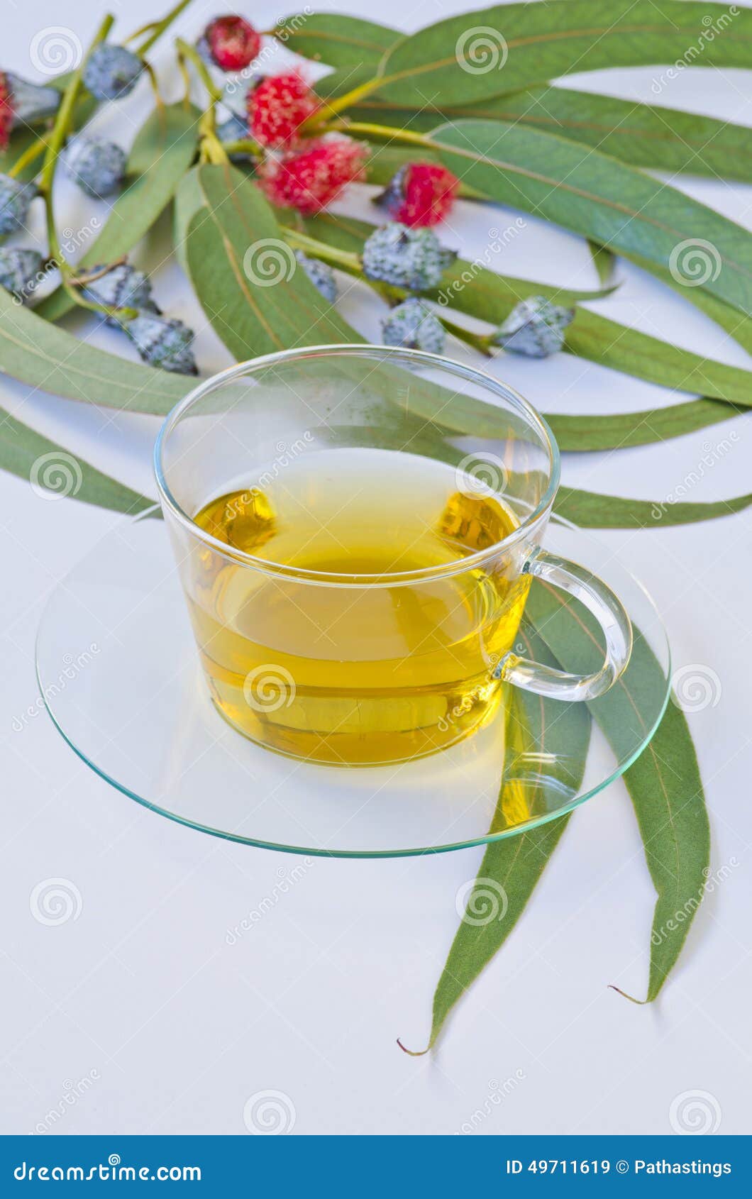 Infusión De Hierbas Del Eucalipto Imagen de archivo Imagen de estudio