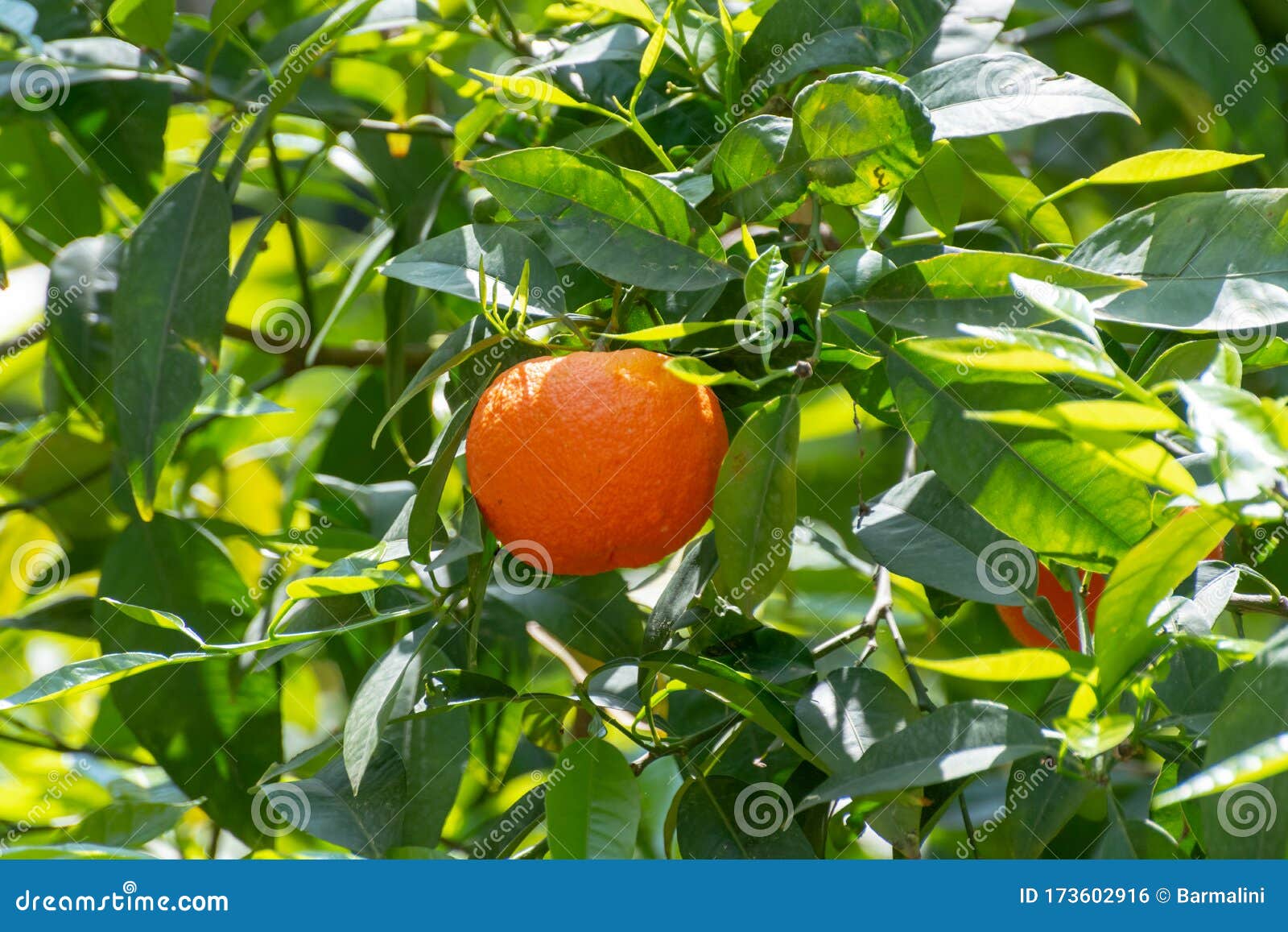 Ingredient For Tea And Aroma Oils Citrus Fruit Bergamot Hanging