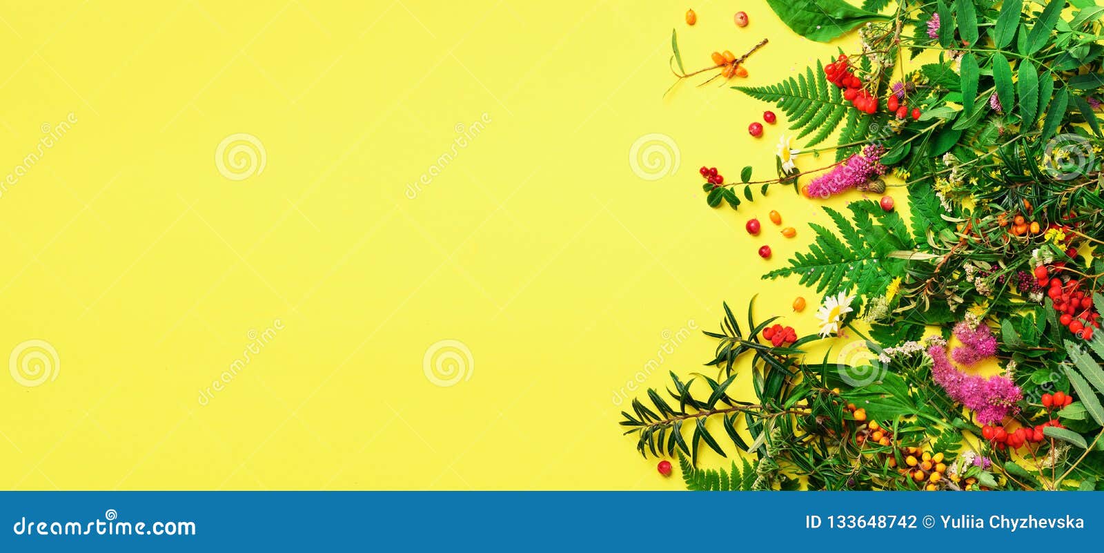 ingredients of herbal alternative medicine, holistic and naturopathy approach on yellow background. herbs, flowers for herbal tea