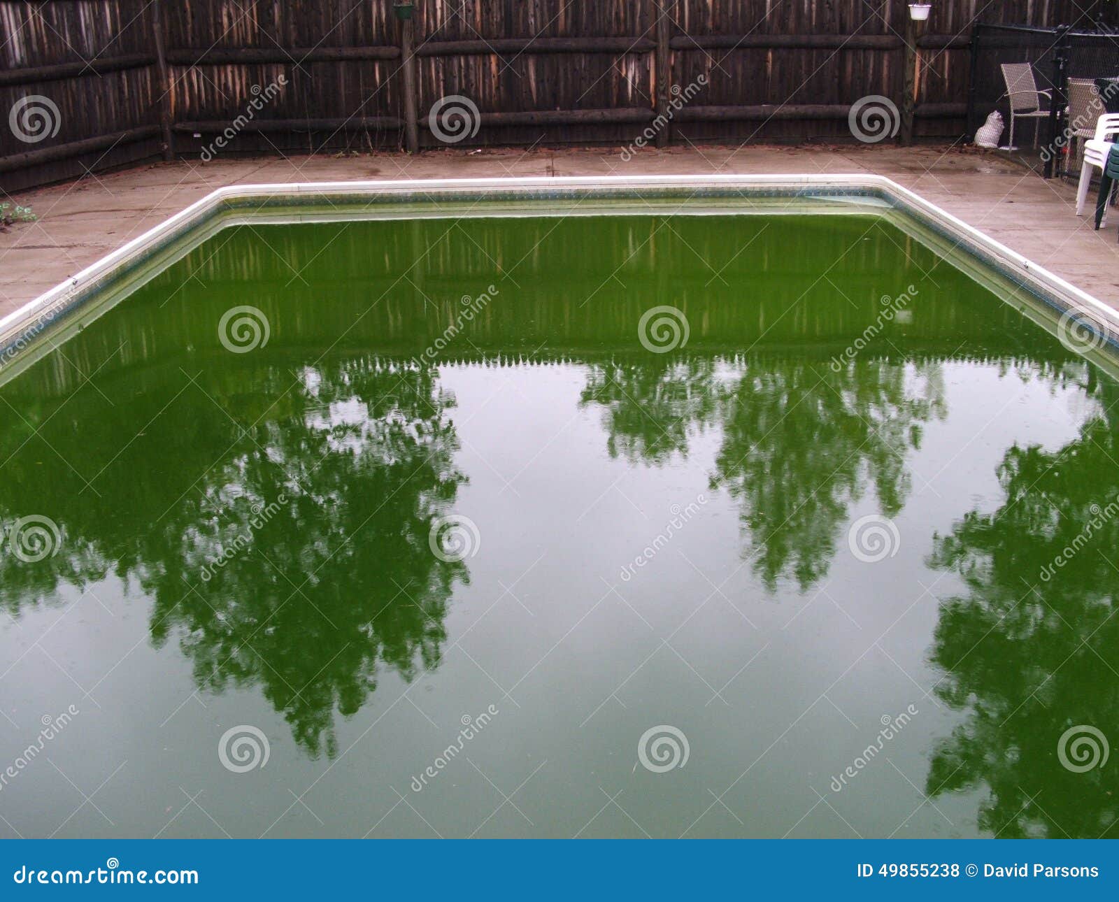 pool has green algae