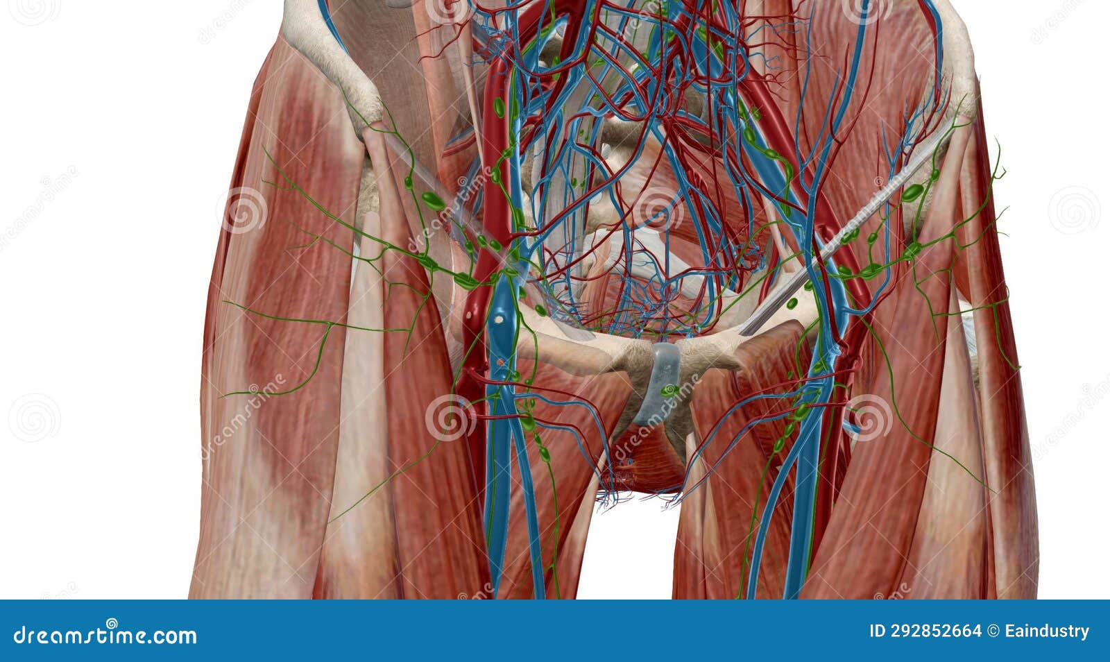 Groin: Over 2,128 Royalty-Free Licensable Stock Illustrations