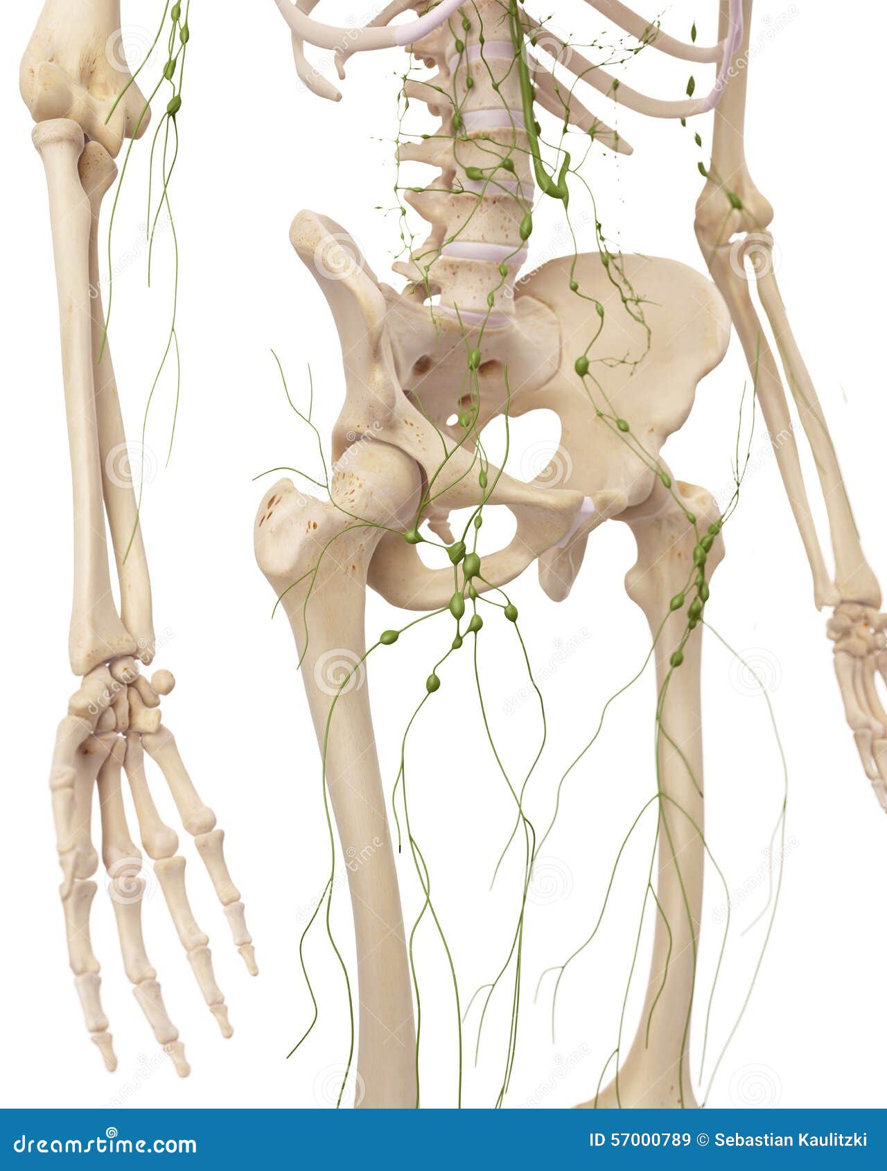 Inguinal Lymph Node Anatomy Anatomy Diagram Book Images