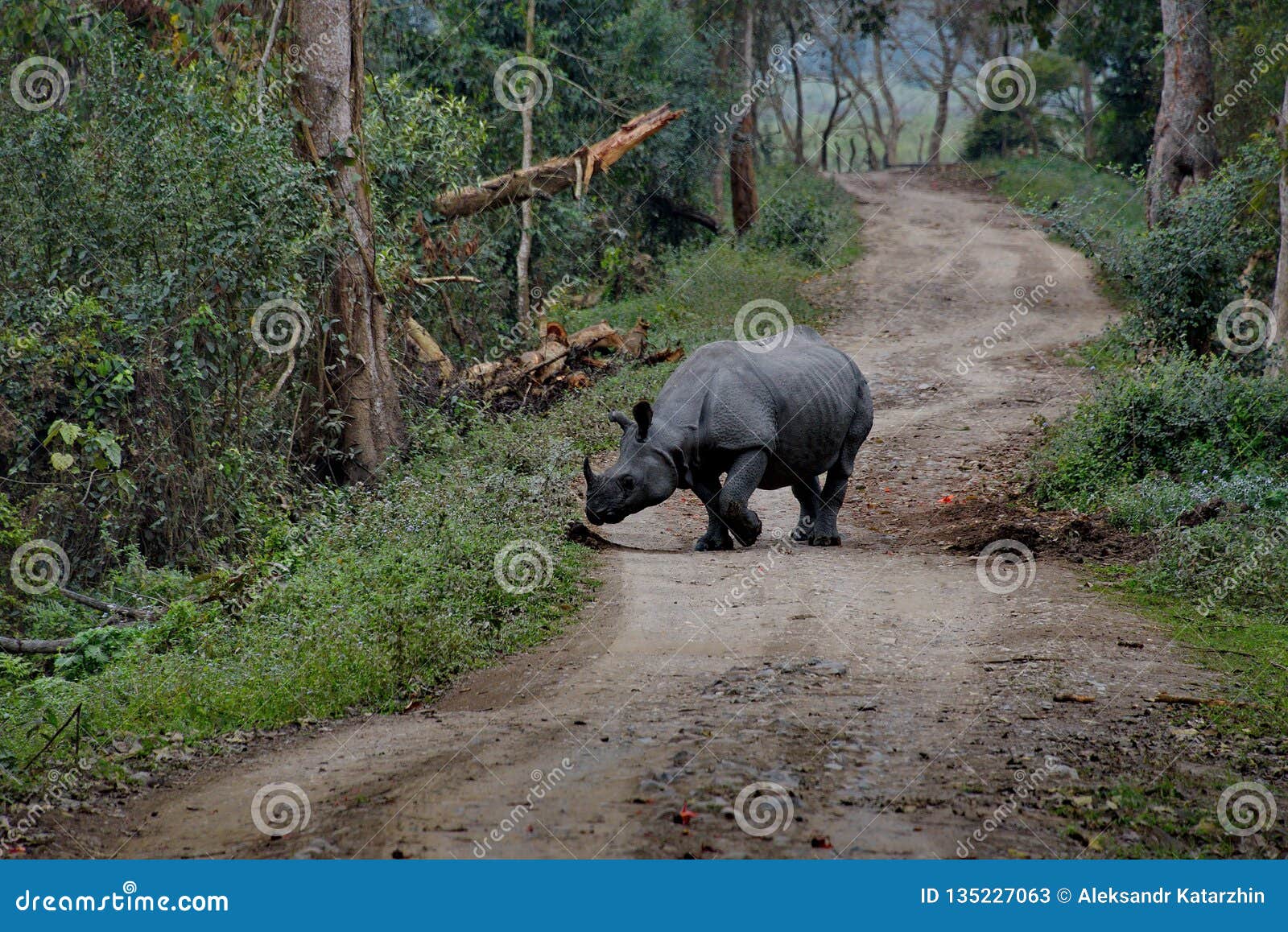 Inhabitants of Kaziranga National Park. White Rhino Stock Image - Image of  asia, protect: 135227063