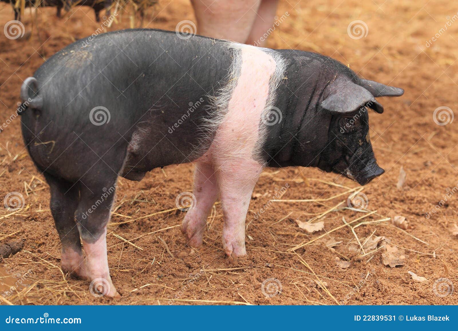 Inhemsk pig. Inhemsk barnslig pig