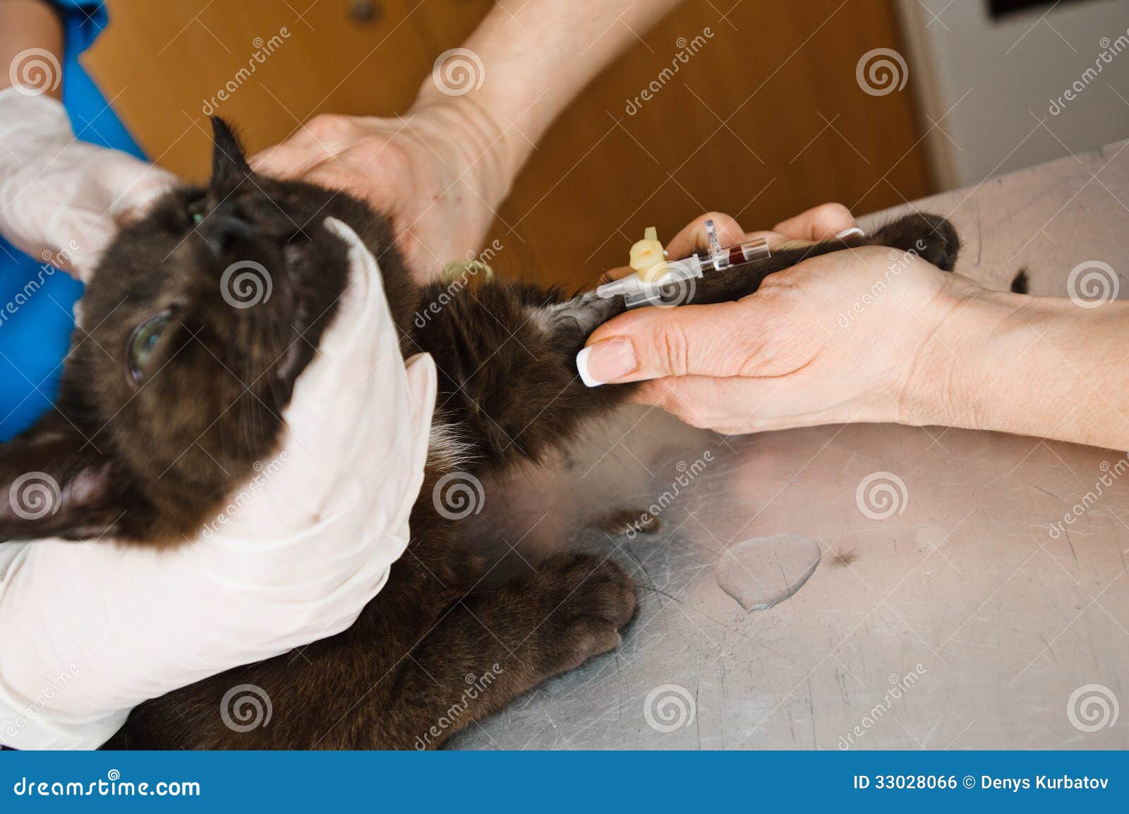 Ветеринар усыпить кошку. Усыпили кота в клинике. Усыпление кота в ветеринарной.
