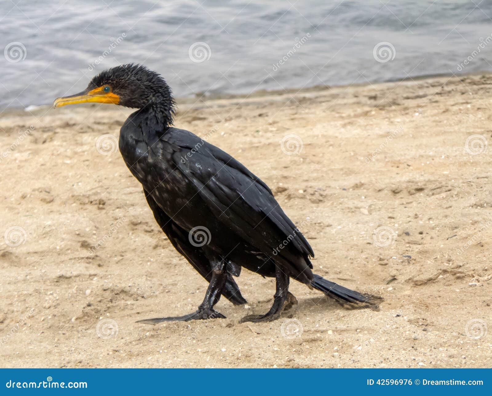 Injured black duck. Ducks are a seabird that ah suffered greatly from pollution. Here is observed at the seashore wounded.
