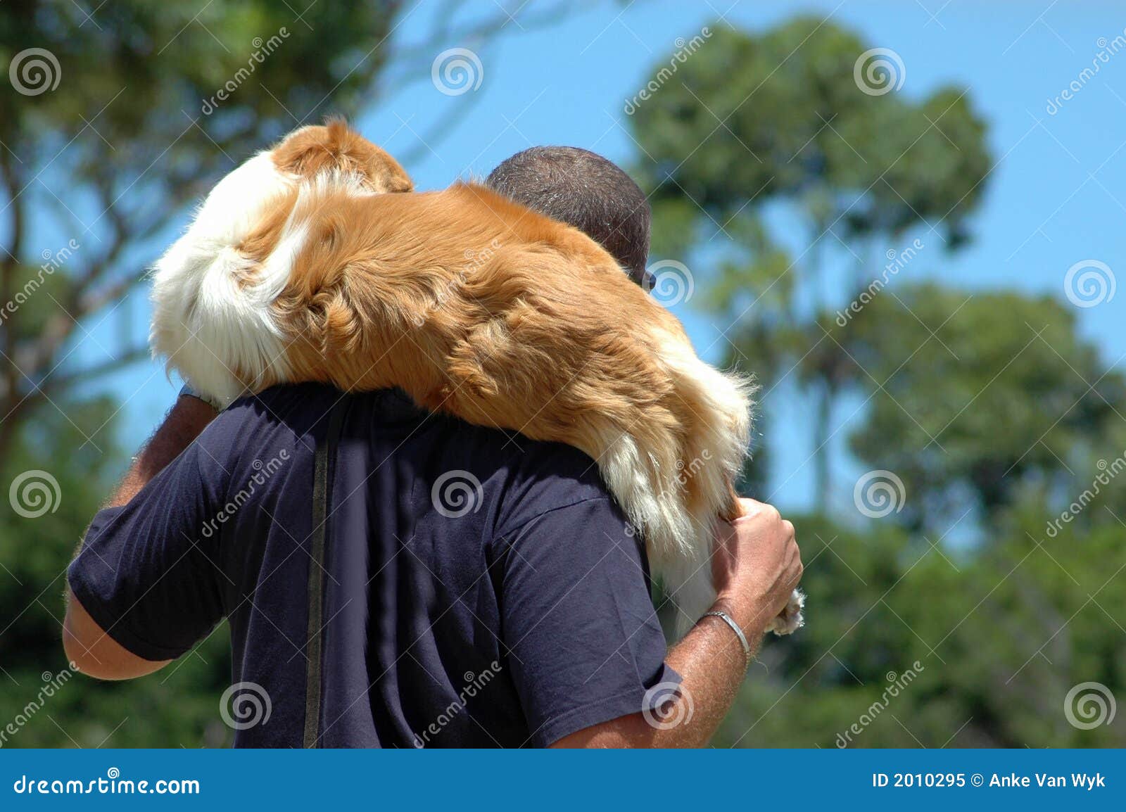 Injured dog backpack stock image. Image of carrying, ouch 2010295