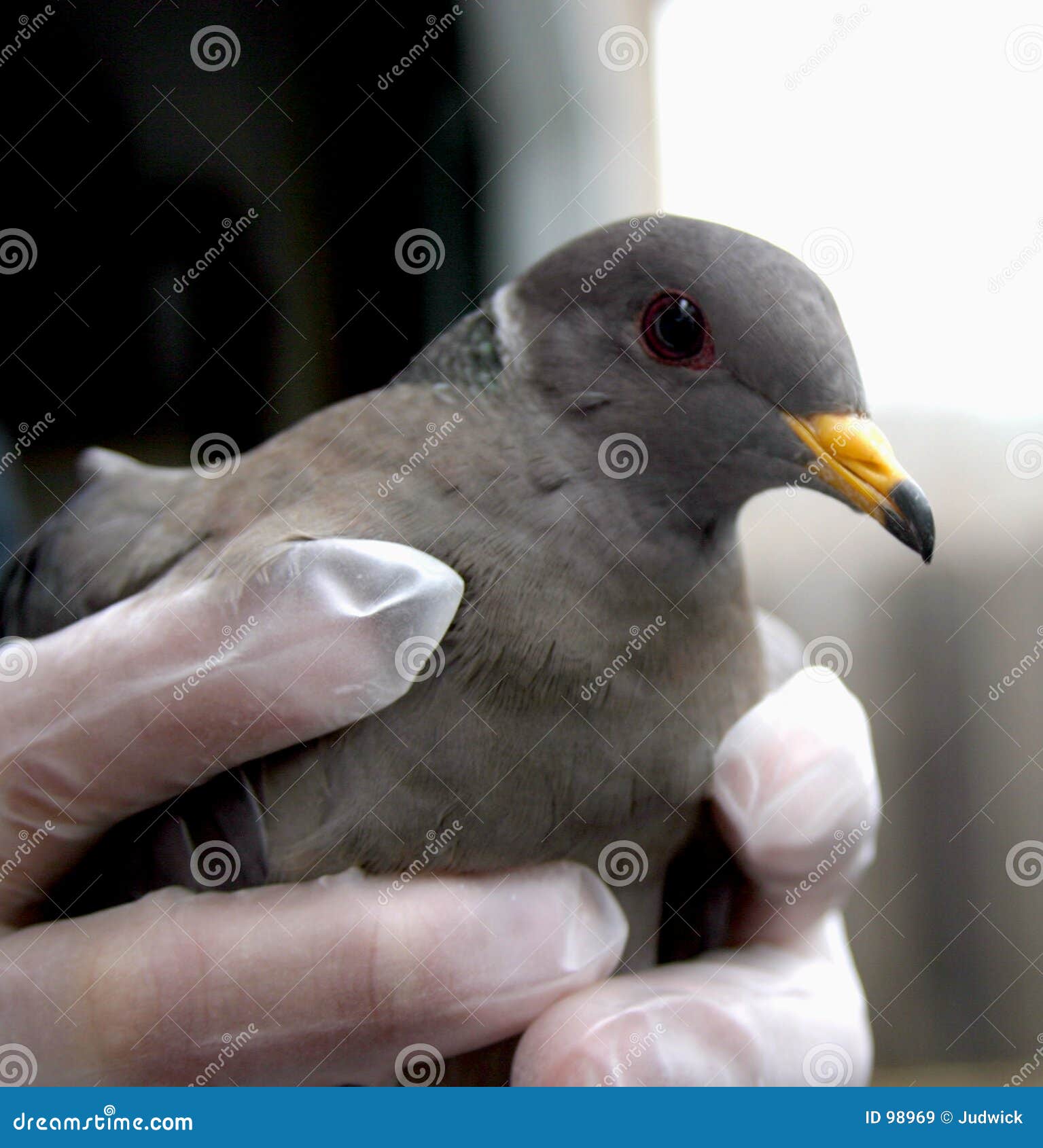 injured dove