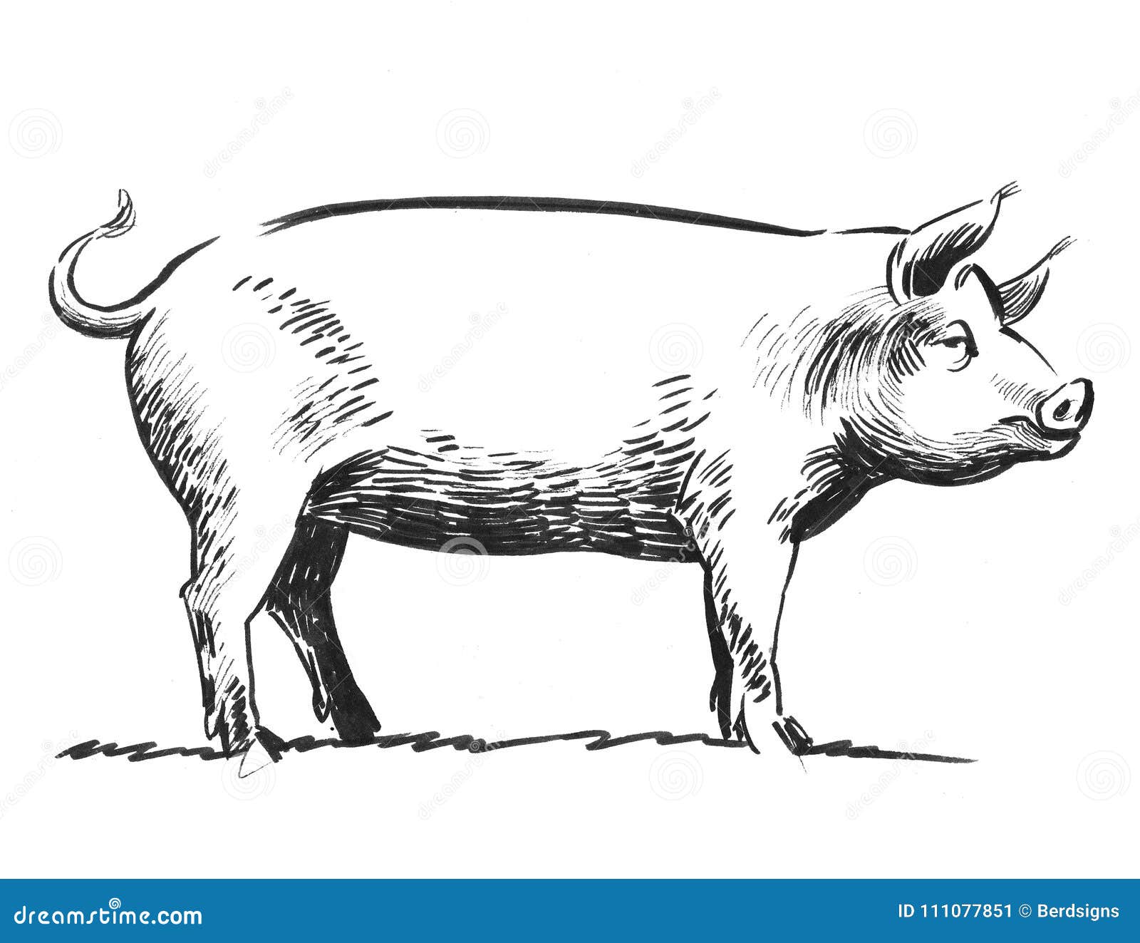 Pig Sketch Stock Illustration Illustration Of Swain 111077851