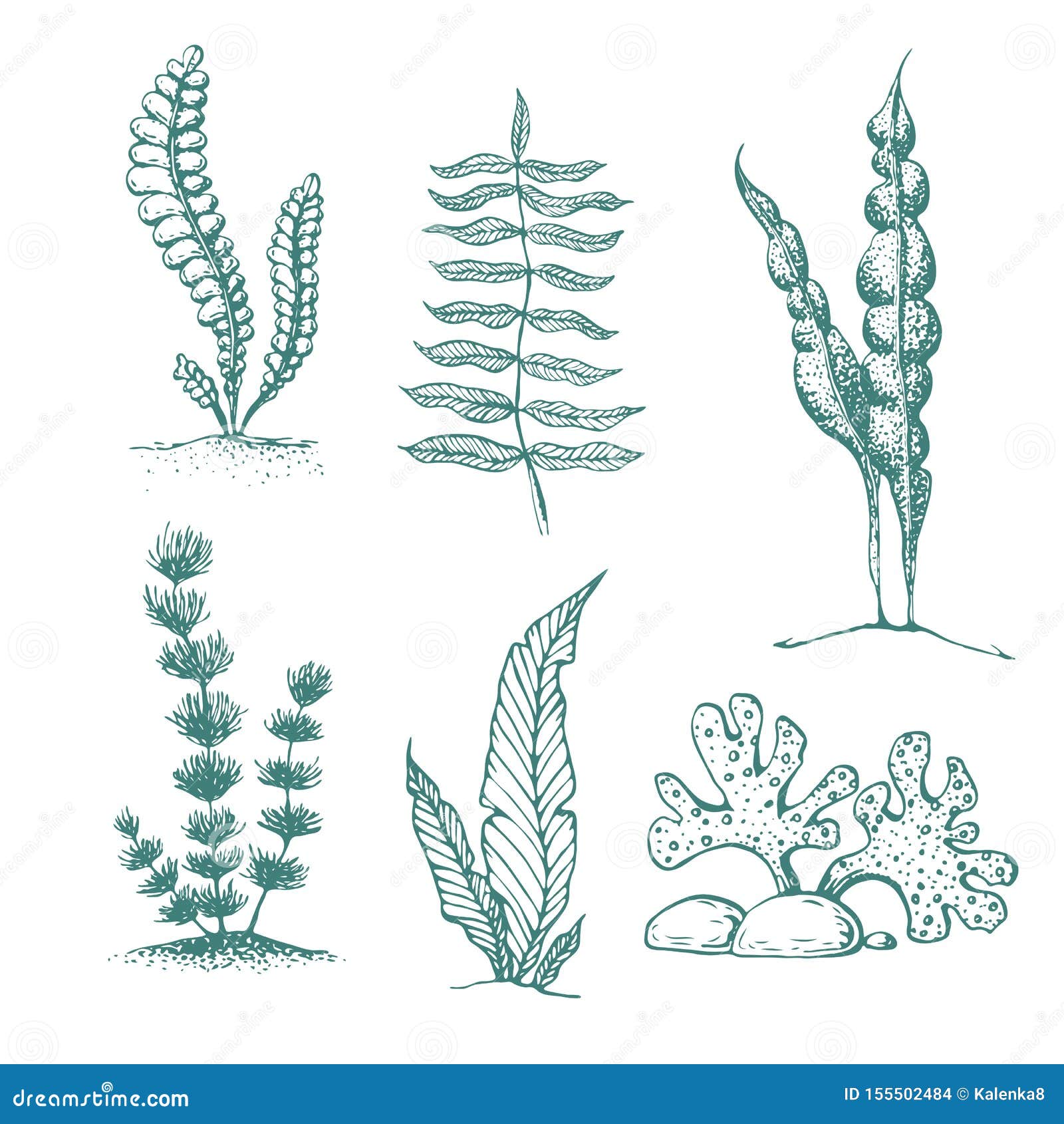 https://thumbs.dreamstime.com/z/ink-hand-drawn-seaweed-collection-various-underwater-sea-plants-algae-vintage-vector-engraved-marine-sketch-silhouettes-155502484.jpg