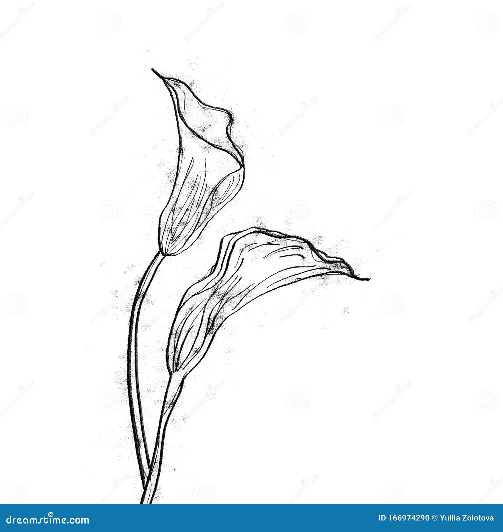 Ink, flowers Line art stock illustration. Illustration of blossom ...