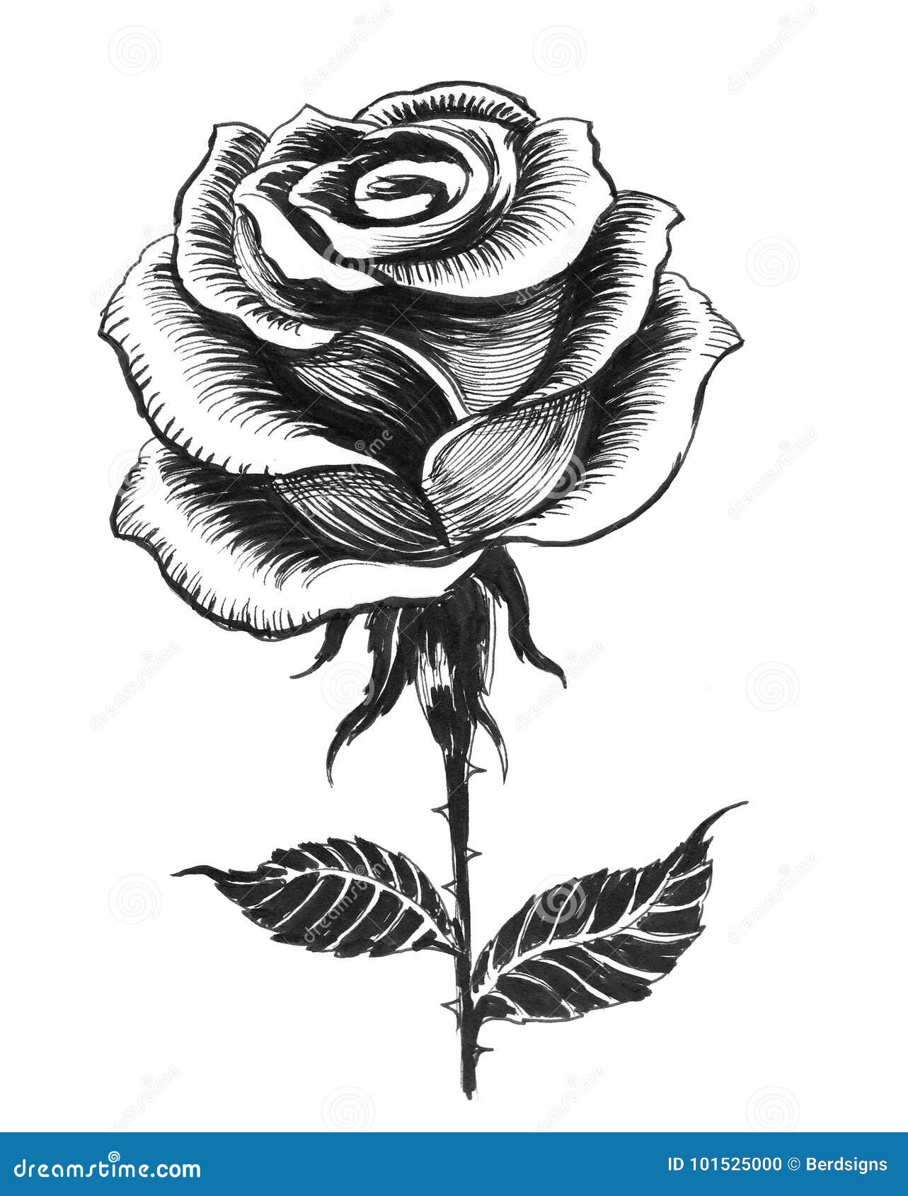 Ink rose stock illustration. Illustration of black, drawing ...