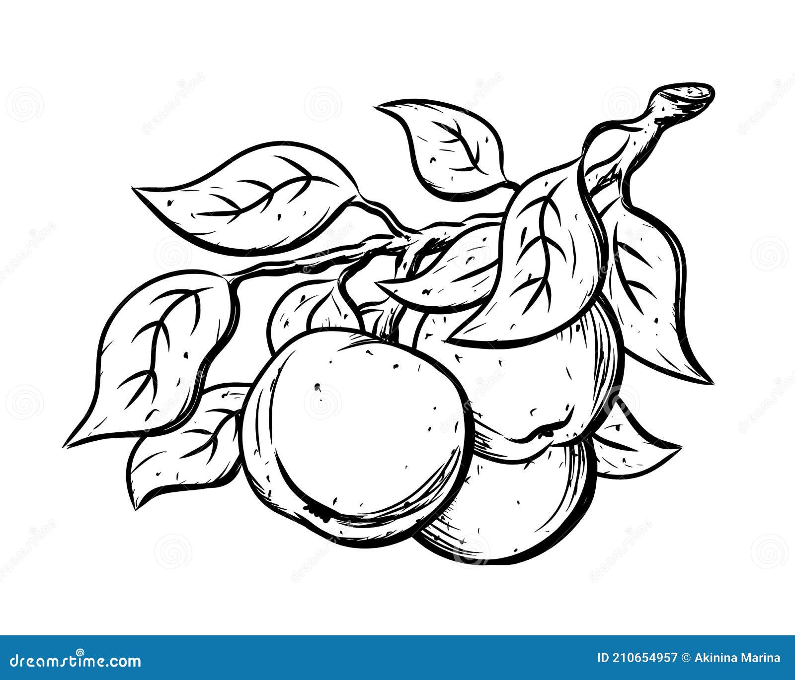 Ink Sketch of Apples with Leaves on Branch. Black Linear Clipart of ...