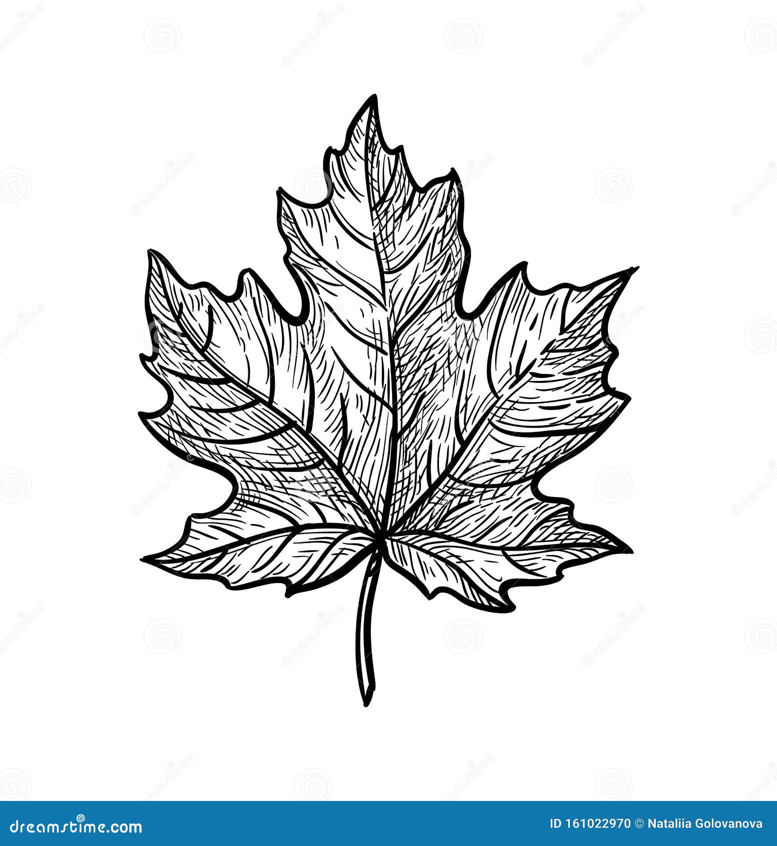 Maple leaf vintage color engraved Royalty Free Vector Image