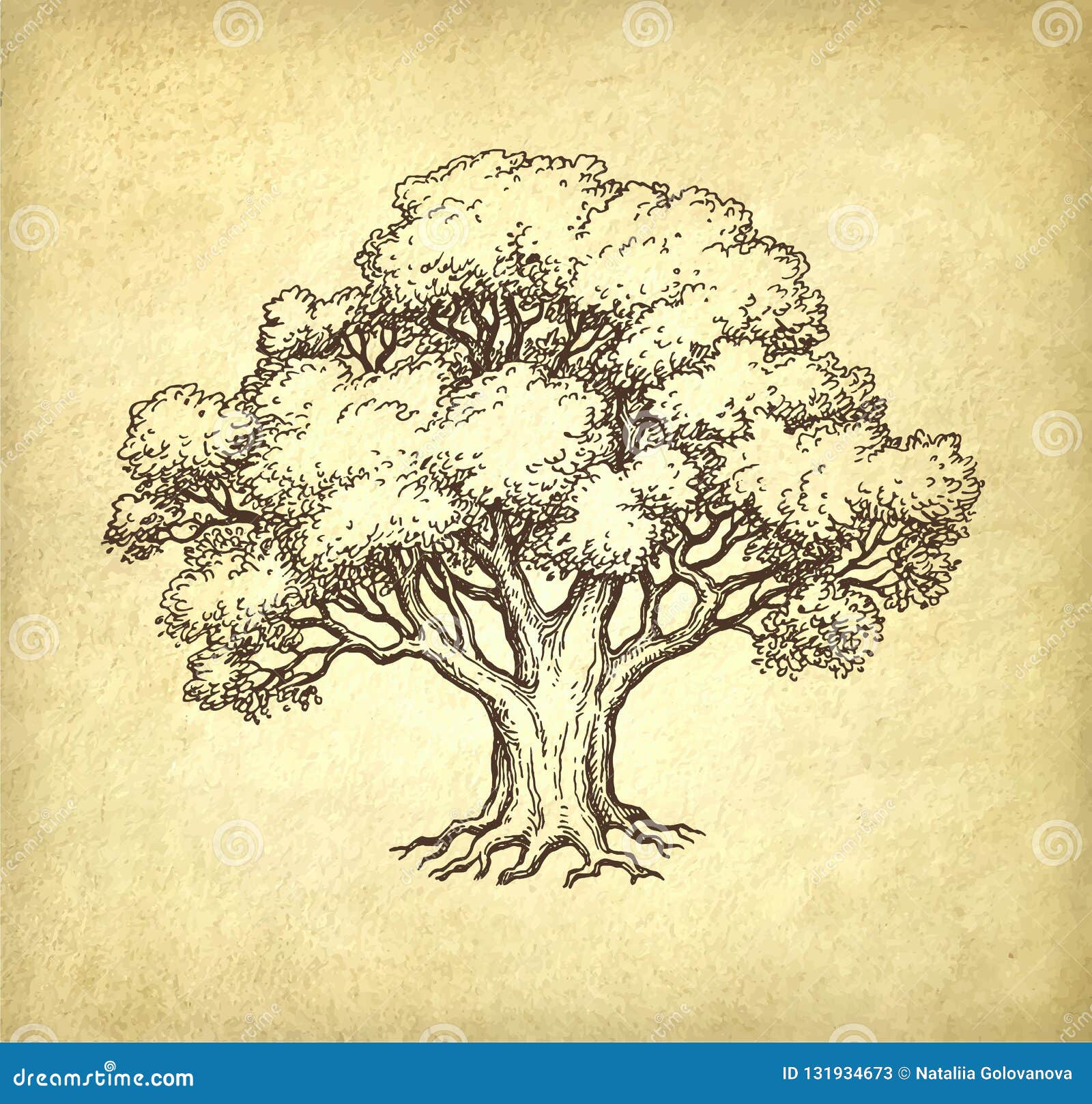 Ink Sketch Oak Tree Stock Illustrations 1 011 Ink Sketch Oak Tree Stock Illustrations Vectors Clipart Dreamstime Ink Sketch Oak Tree Stock Illustrations 1 011 Ink Sketch Oak Tree Stock Illustrations Vectors Clipart Dreamstime