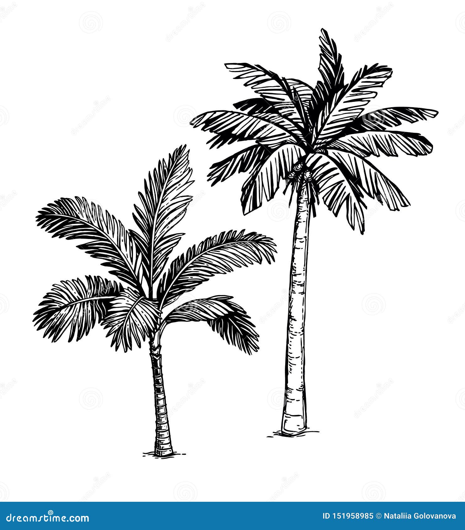 How to Draw a Palm Tree - Easy Drawing Tutorial For Kids