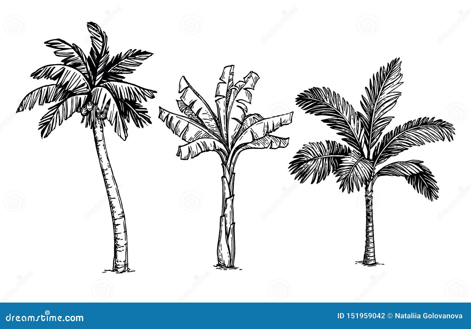 Ink Sketch Of Palm Trees Stock Illustration - Download Image Now -  Engraving, Palm Tree, Beach - iStock