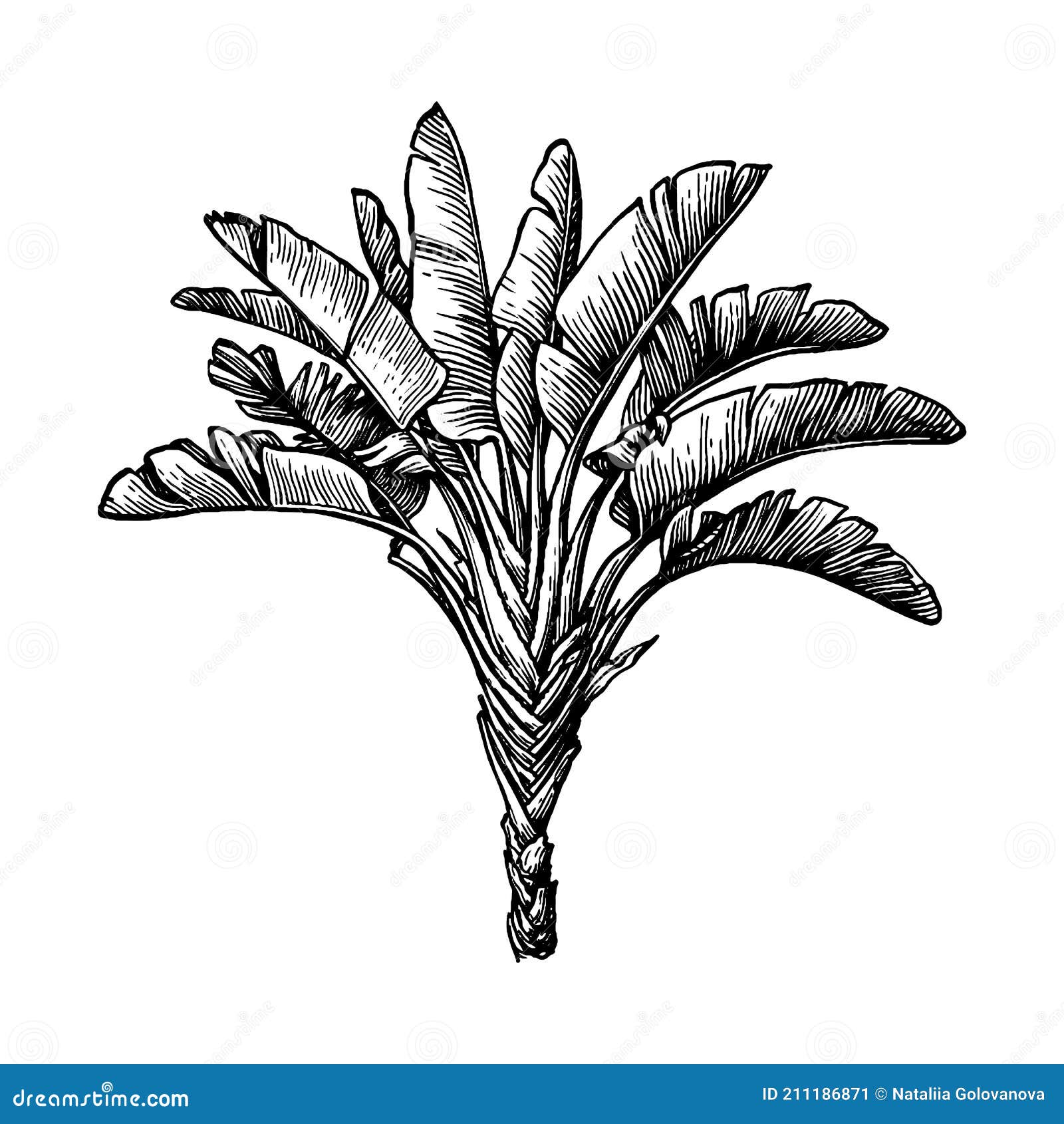 ink sketch of ravenala palm.