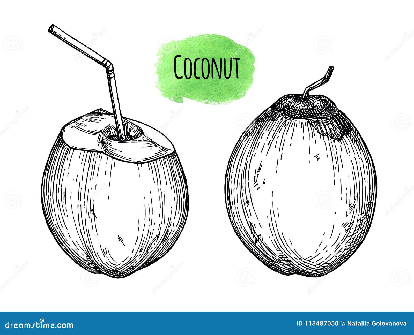Vector Drawing Coconut Oil Royalty Free SVG, Cliparts, Vectors, And Stock  Illustration. Image 132809977.
