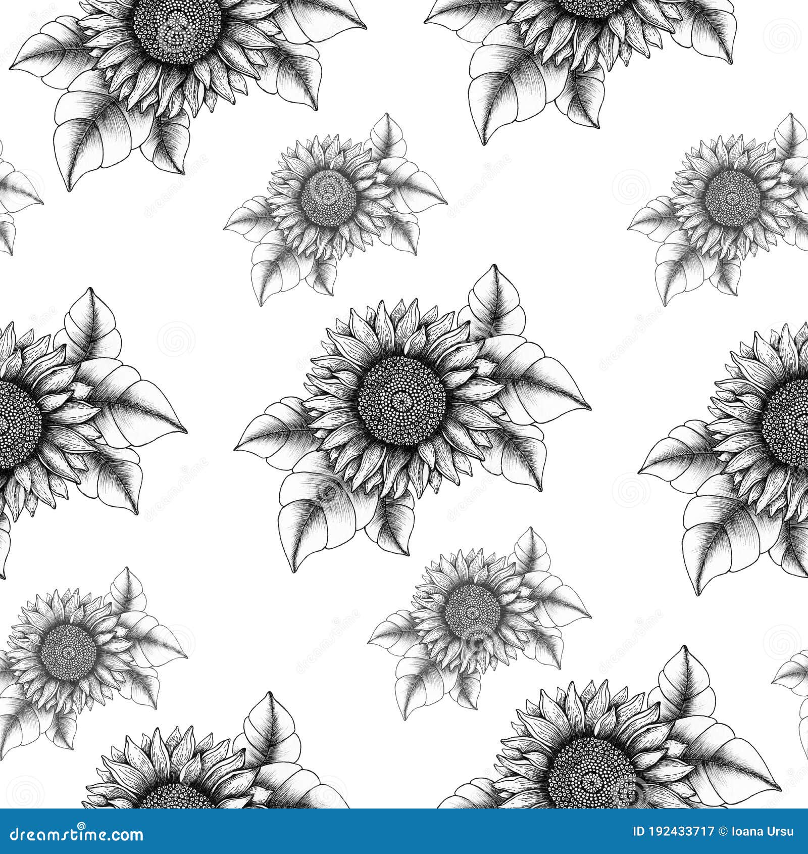 Featured image of post Black And White Sunflower And Rose Drawing : Download black and white flower stock vectors.