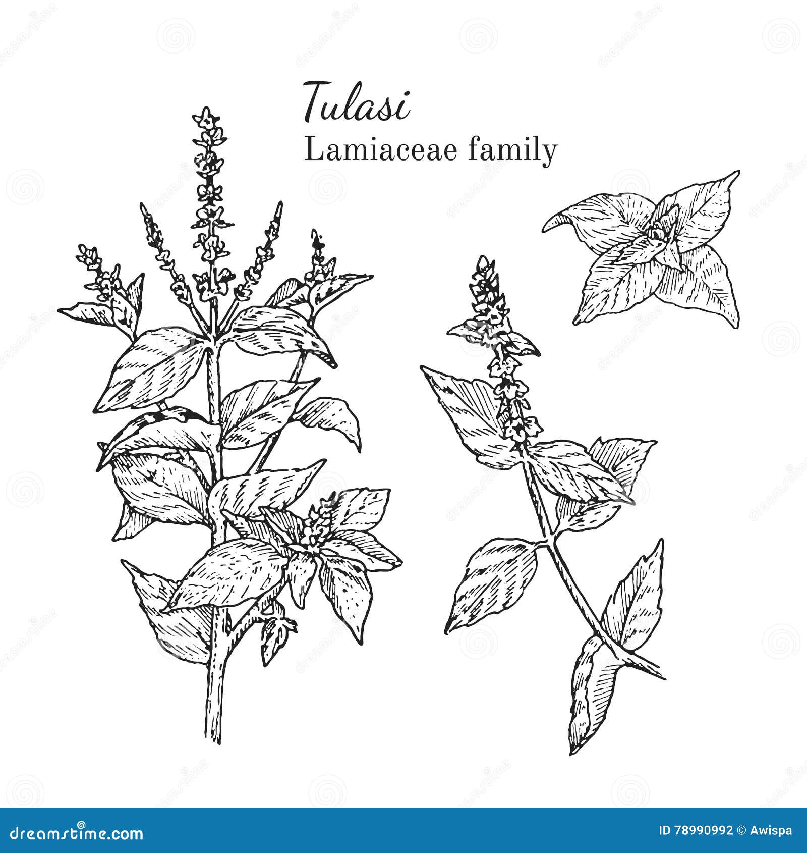 Tulsi plant drawing hi-res stock photography and images - Alamy