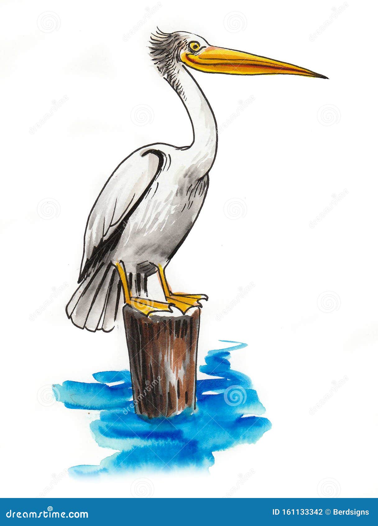 Pelican Drawing Beautiful Image  Drawing Skill
